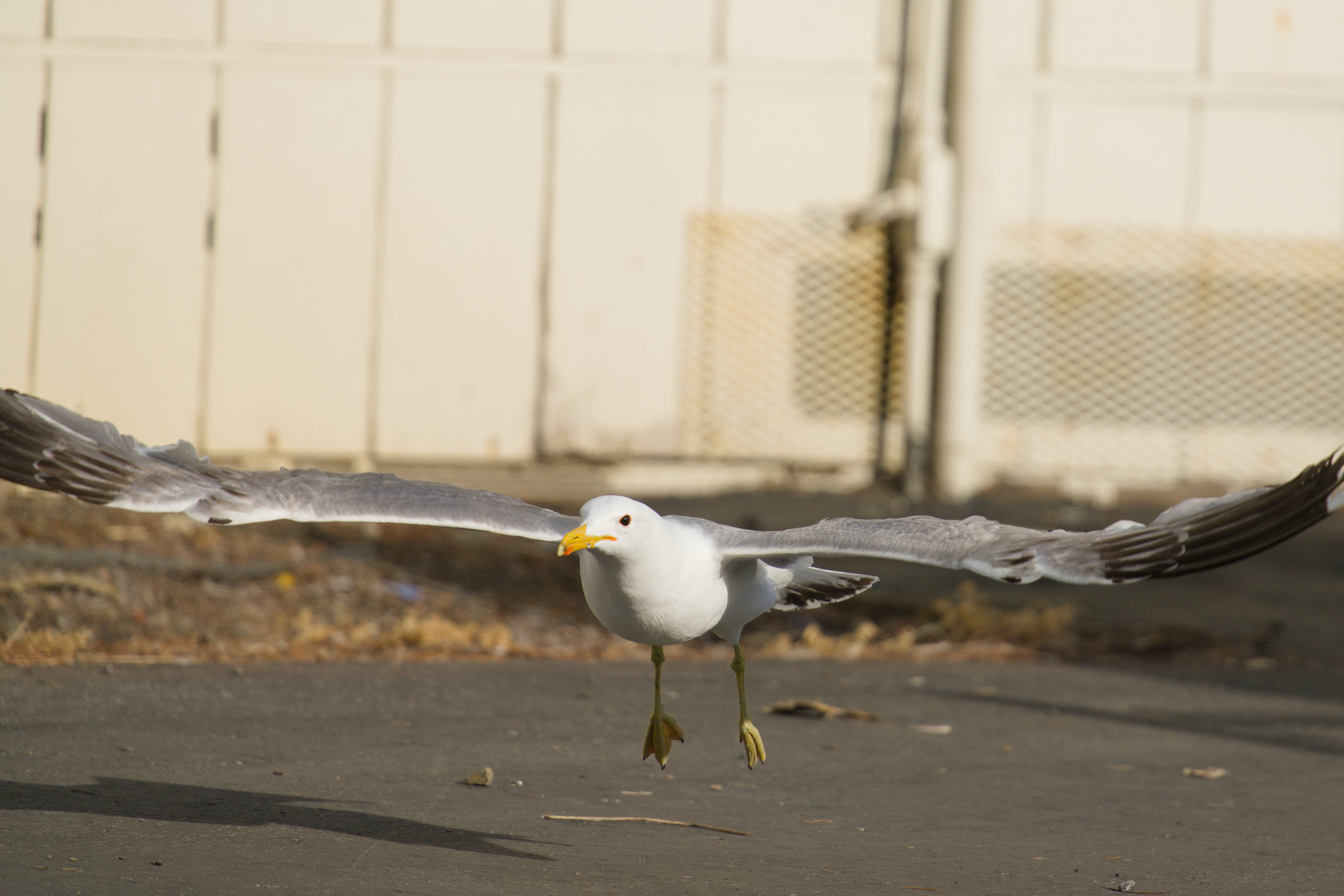 California Gull