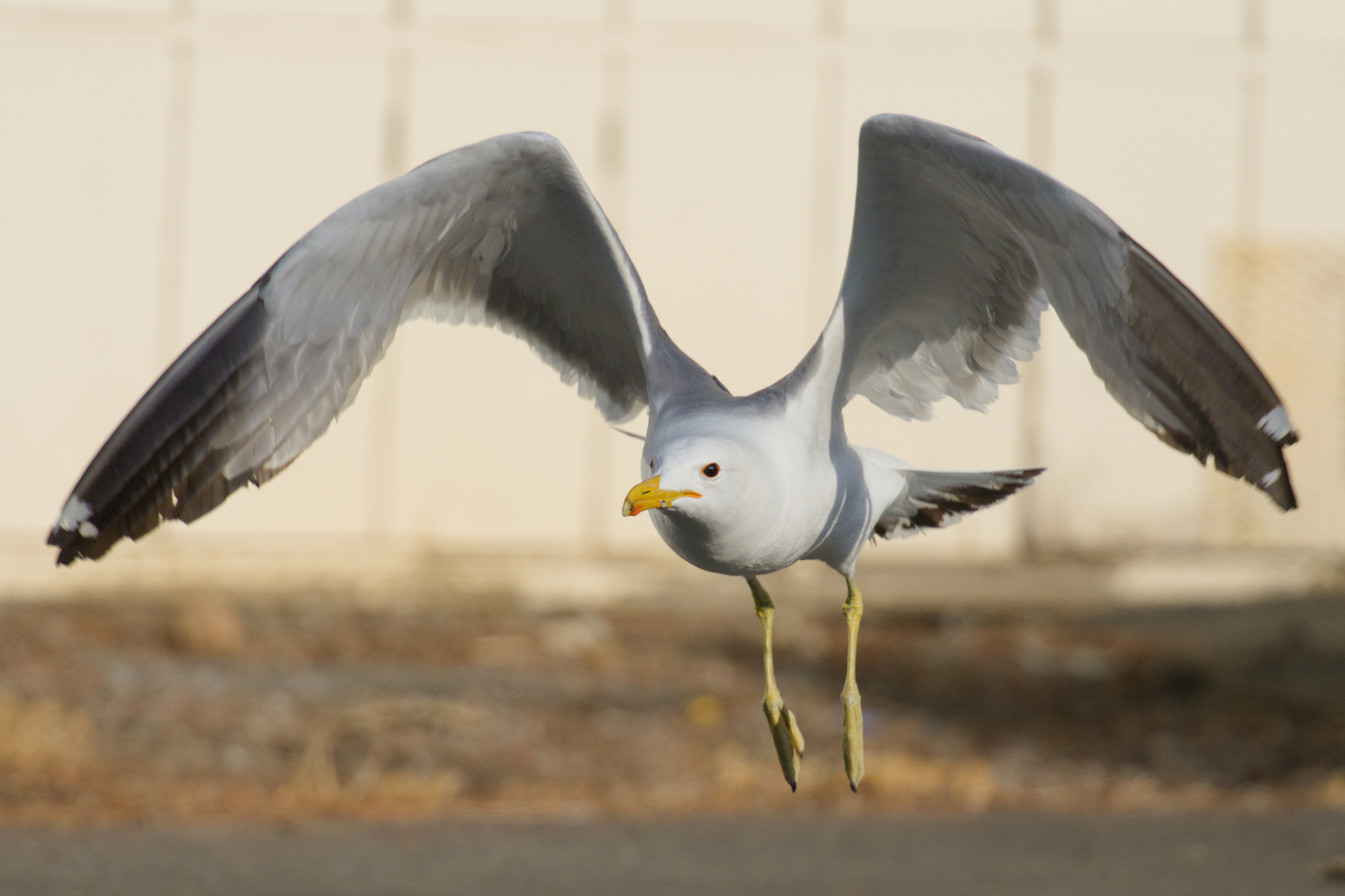 California Gull