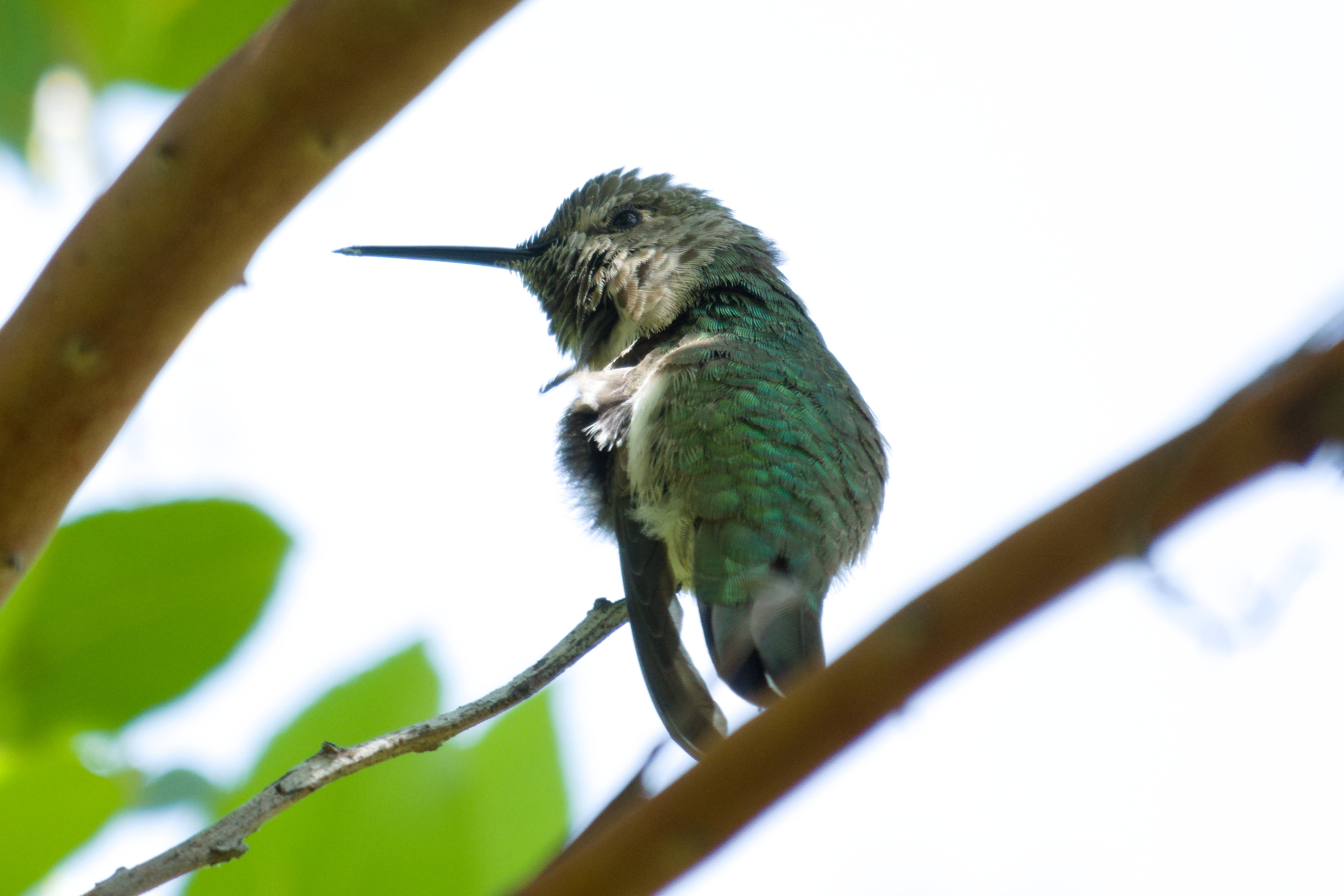 Anna’s Hummingbird