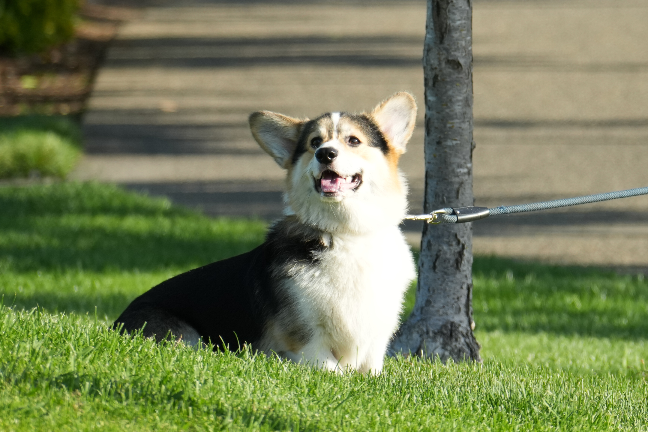 Pembroke Welsh Corgi