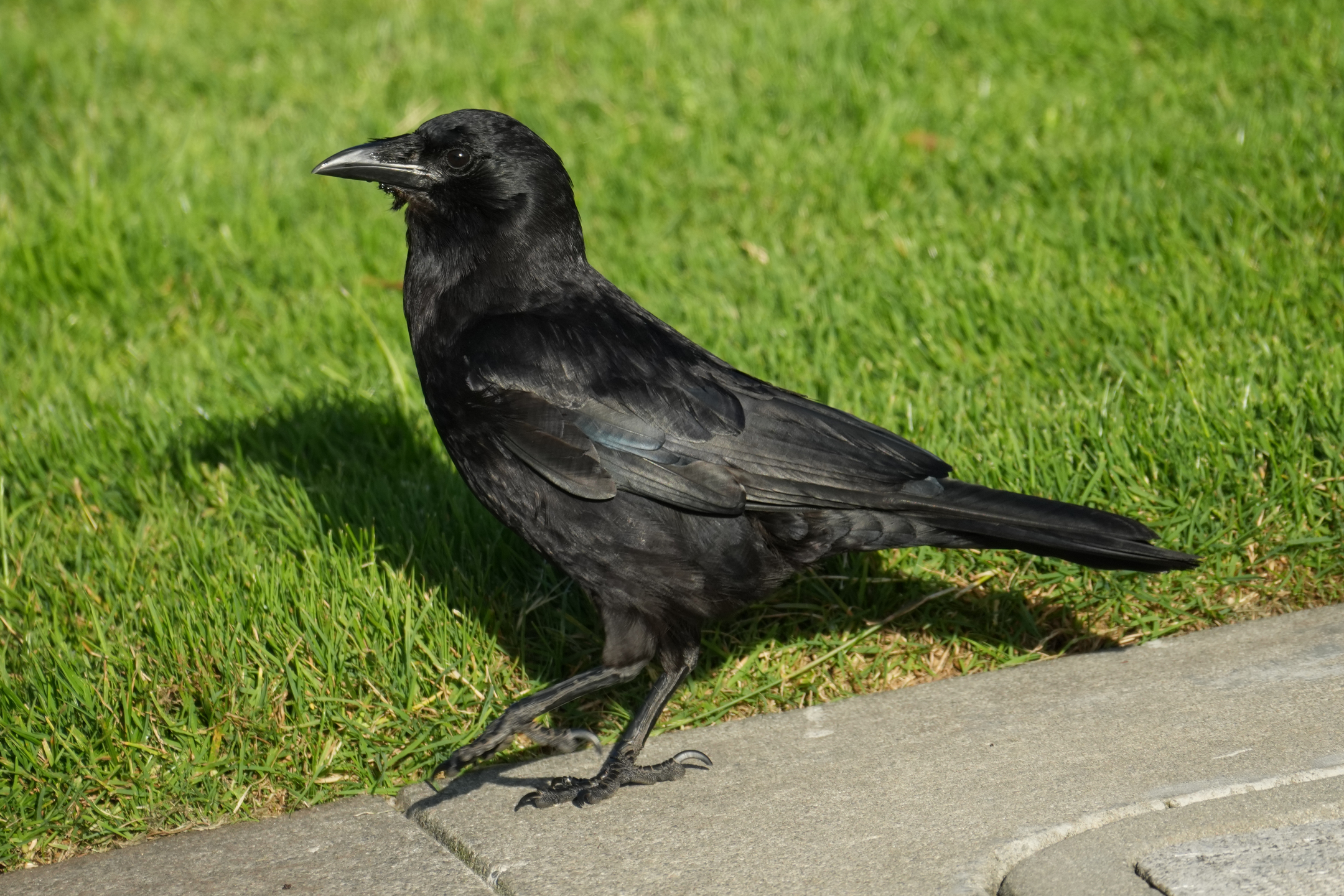 American Crow