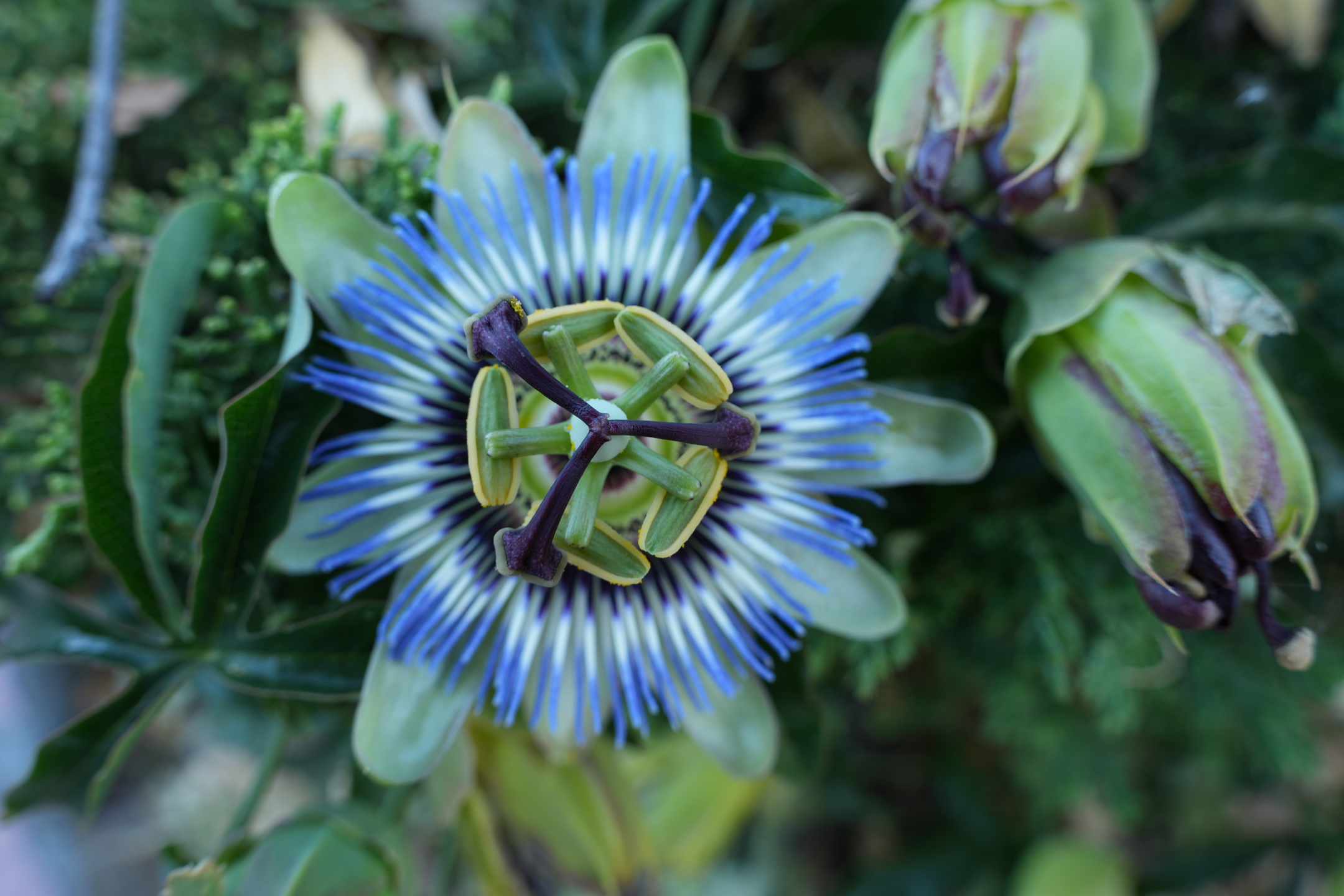 Passion Flower