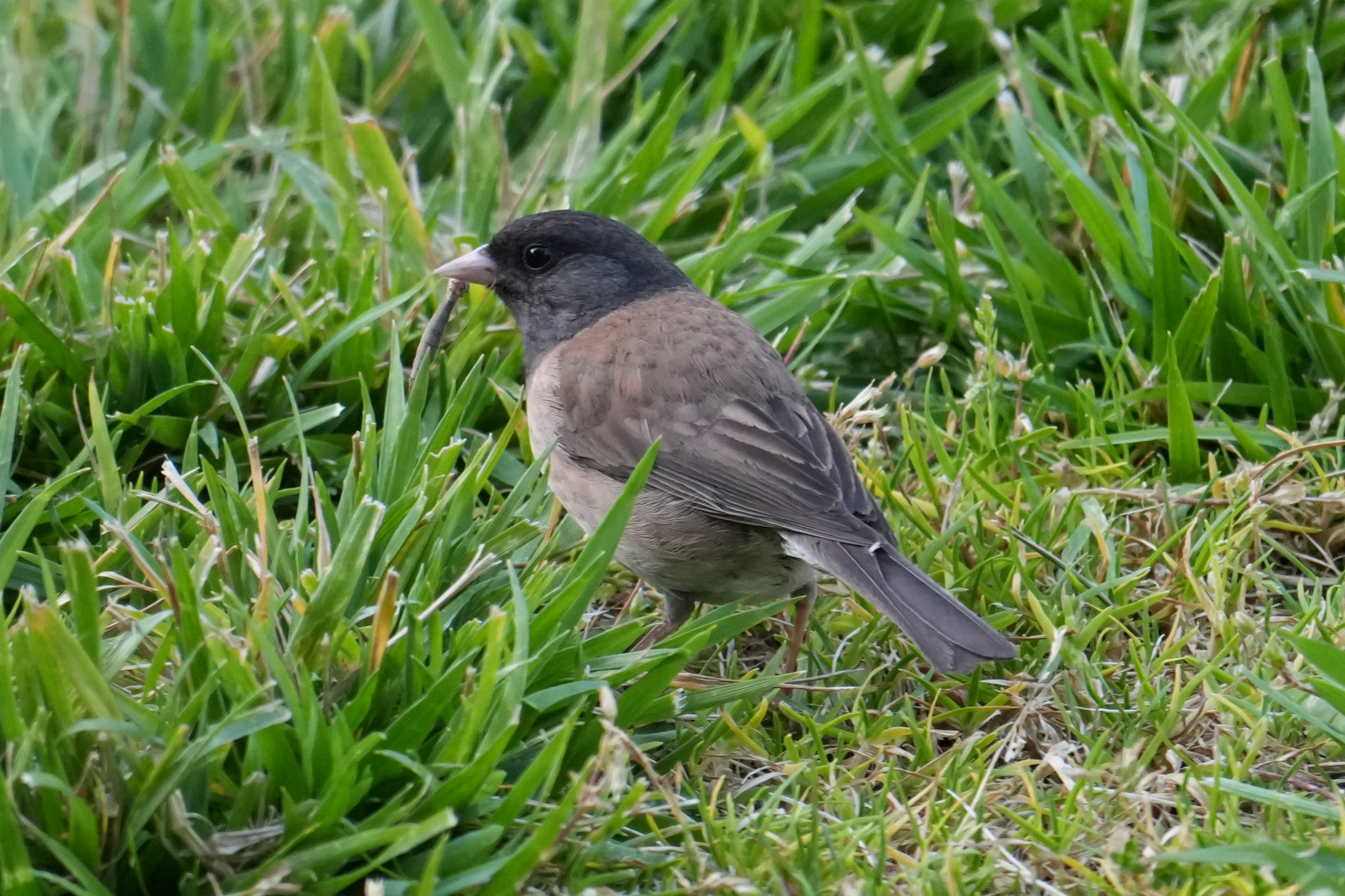 Dark-Eyed Junco
