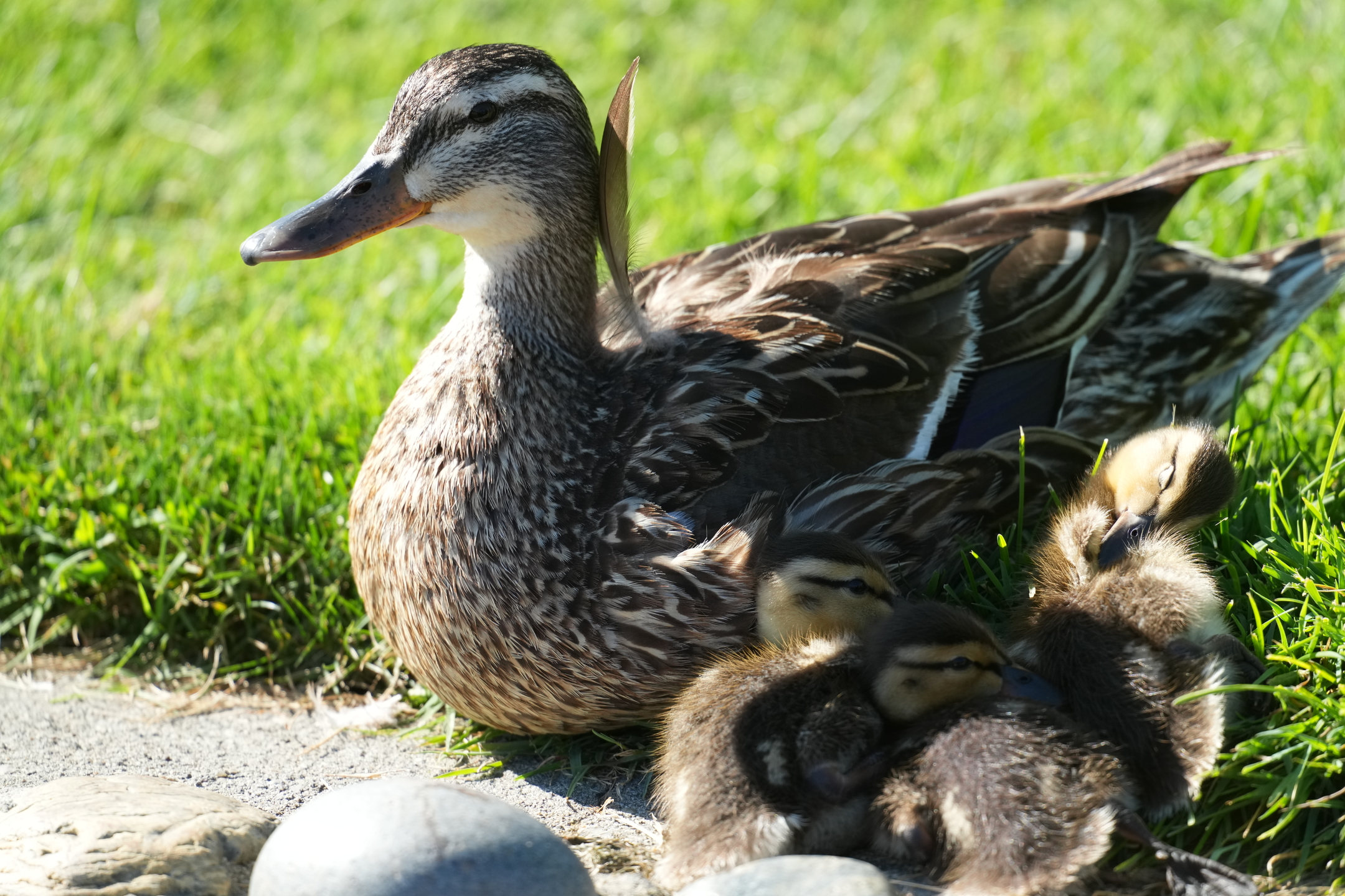 Mallard and Chicks