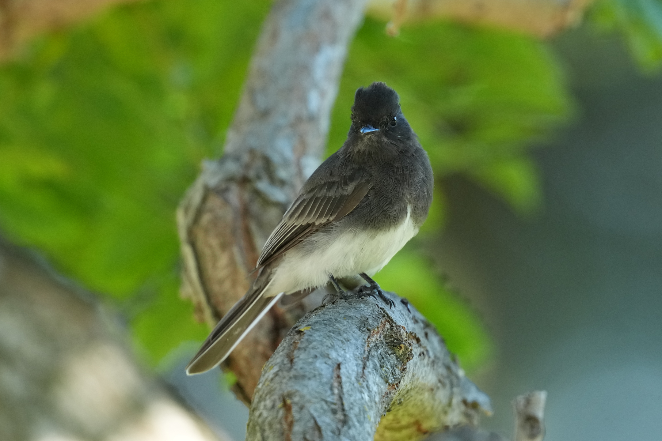 Black Phoebe