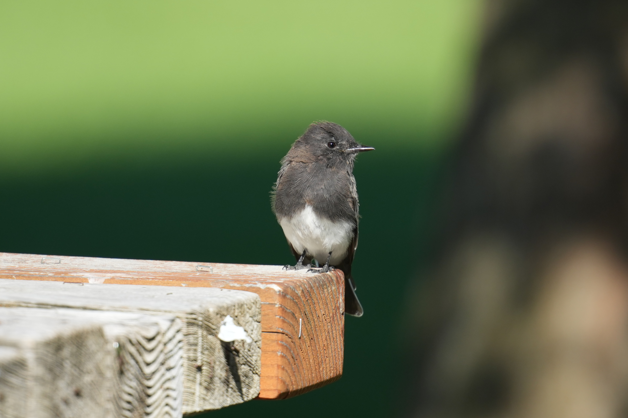 Black Phoebe