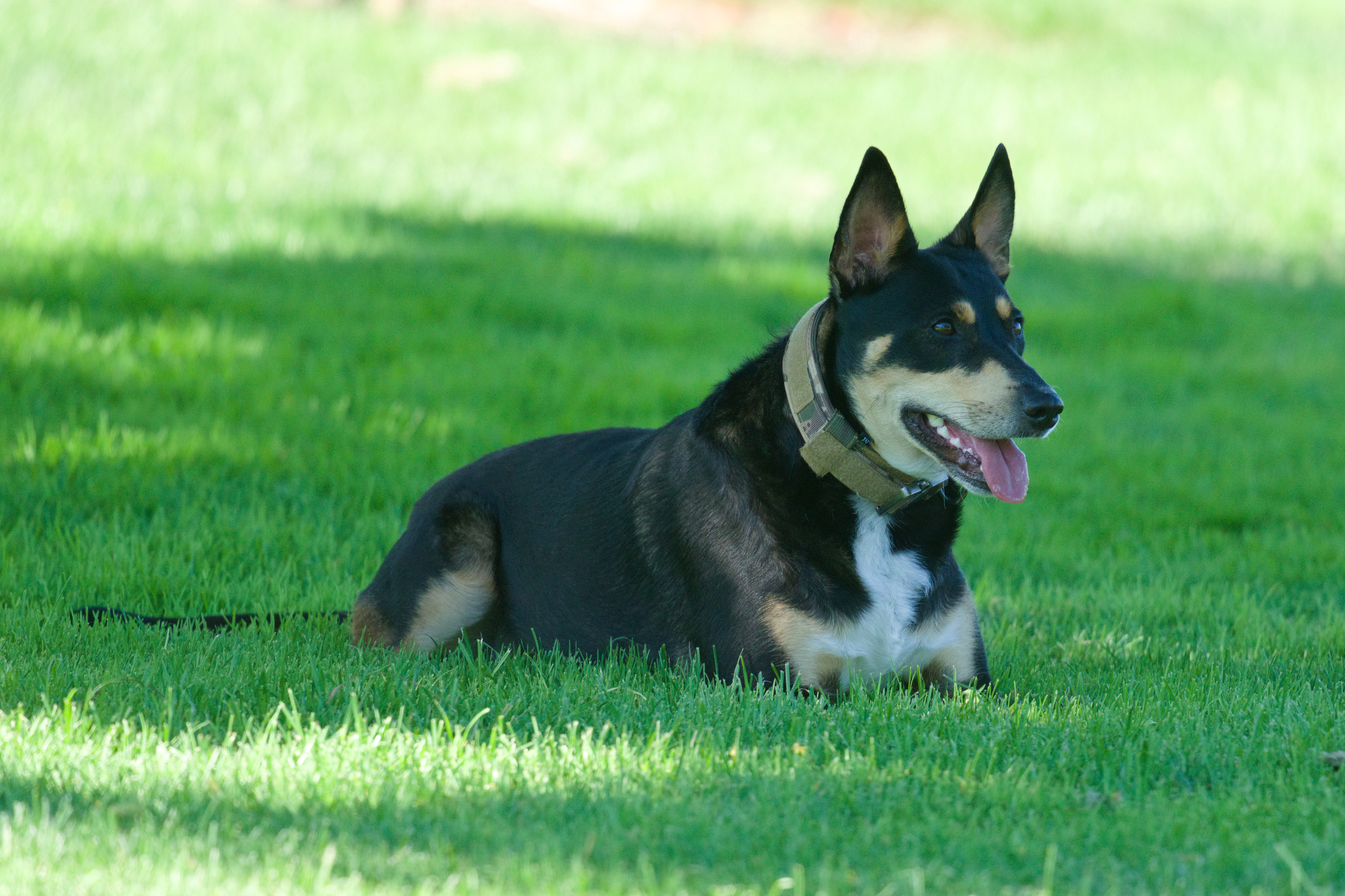 Australian Kelpie