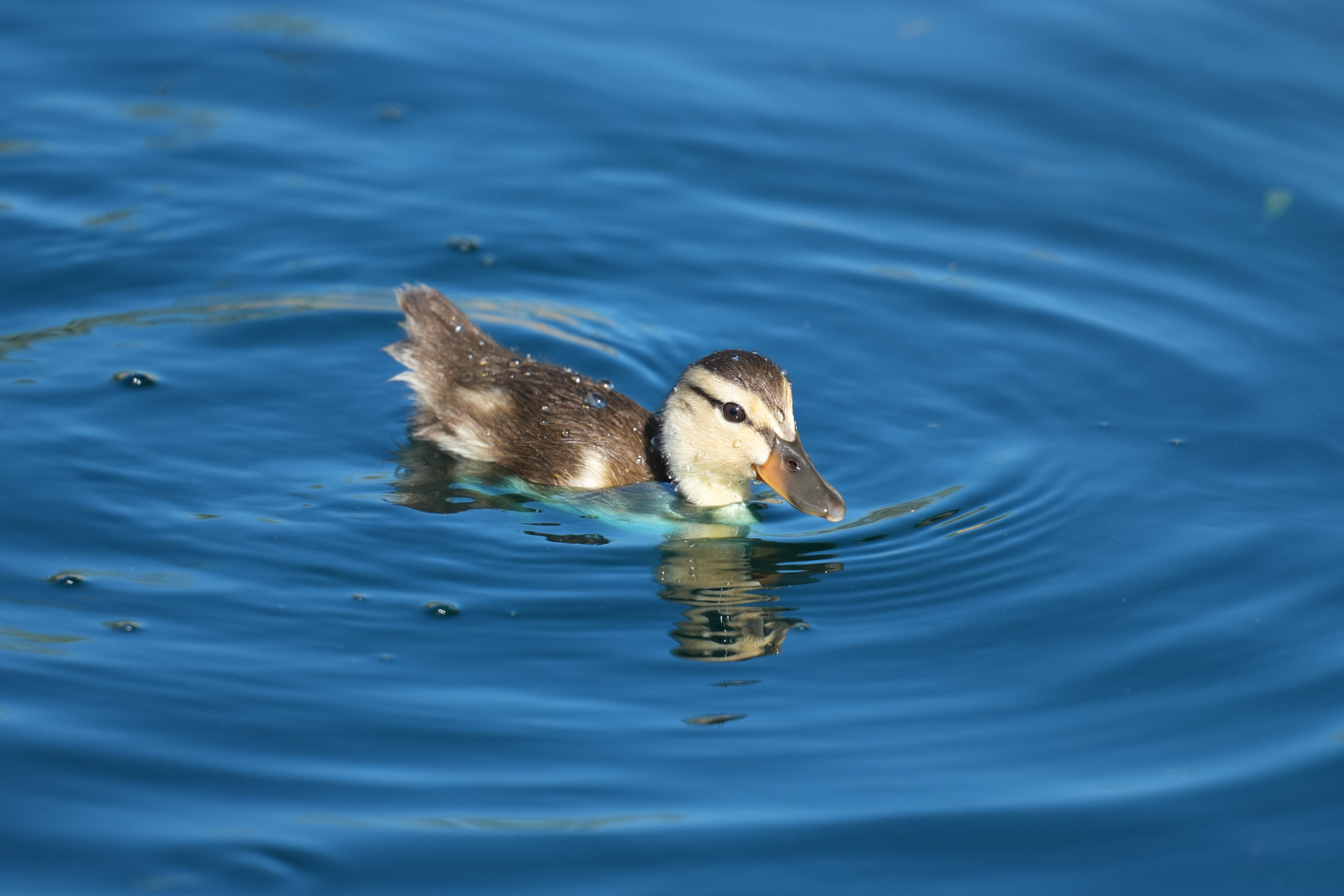 Mallard Chick