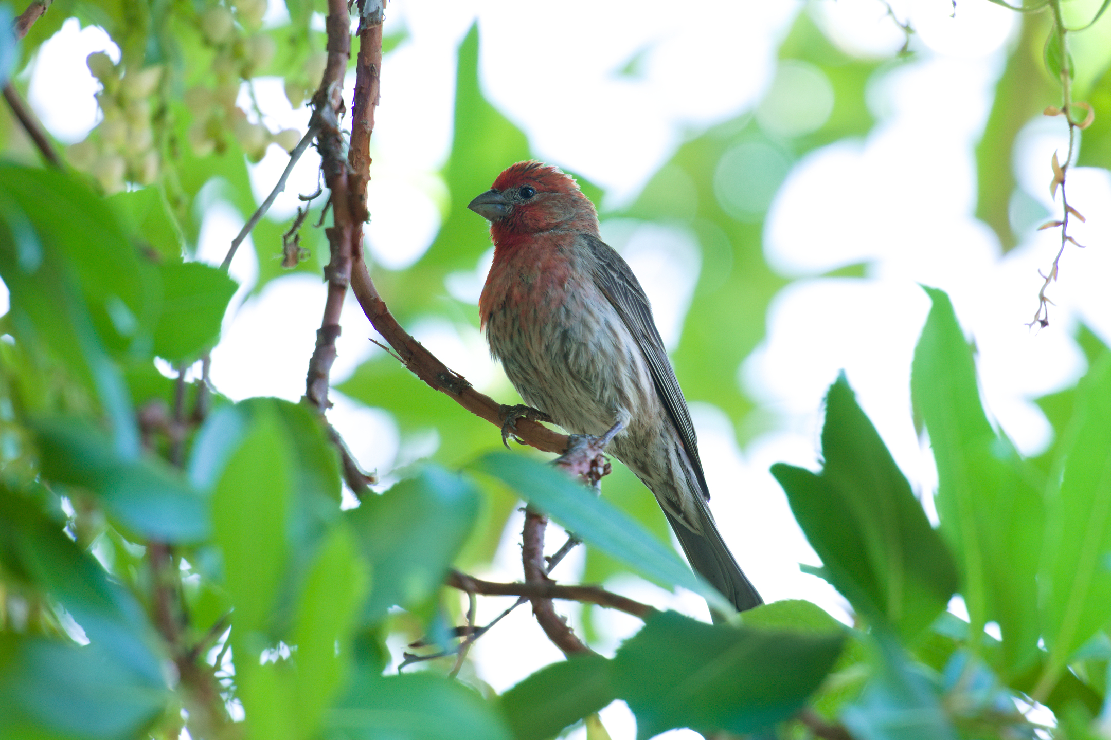 House Finch