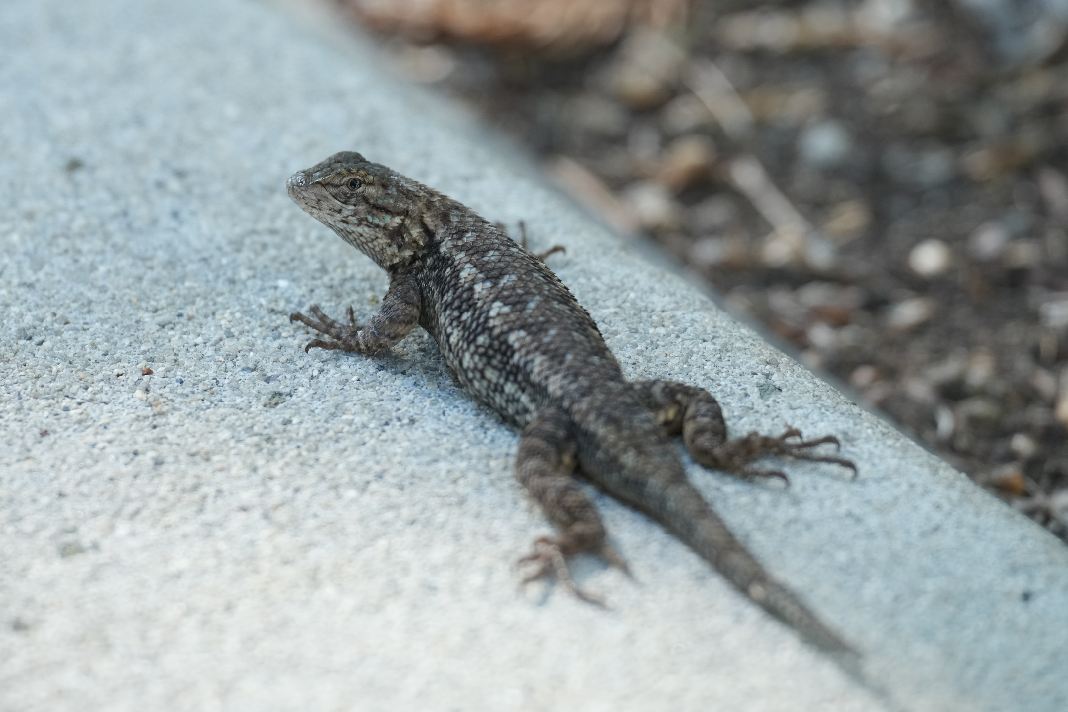 Western Fence Lizard