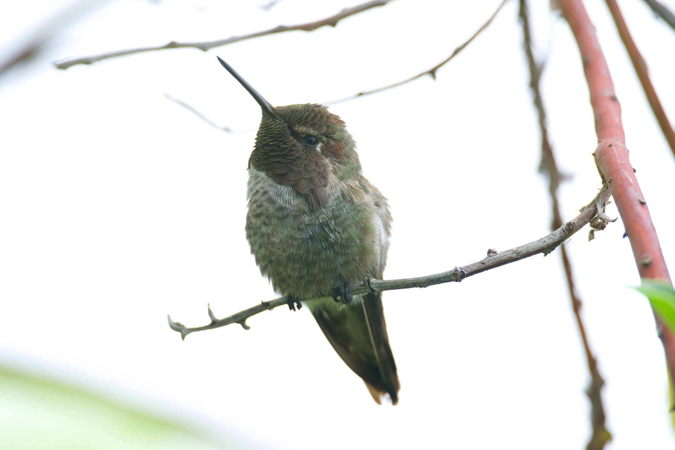 Anna’s Hummingbird