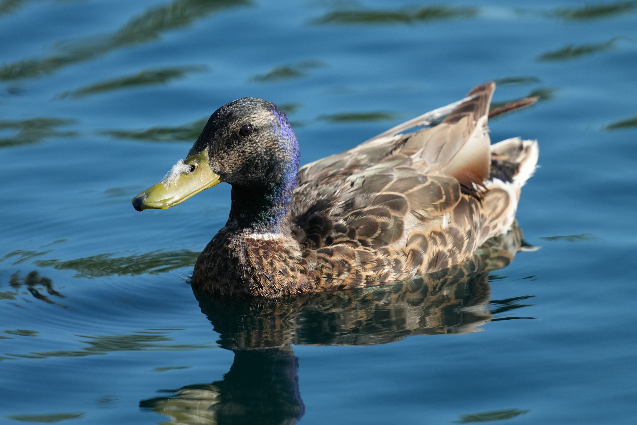 Mallard