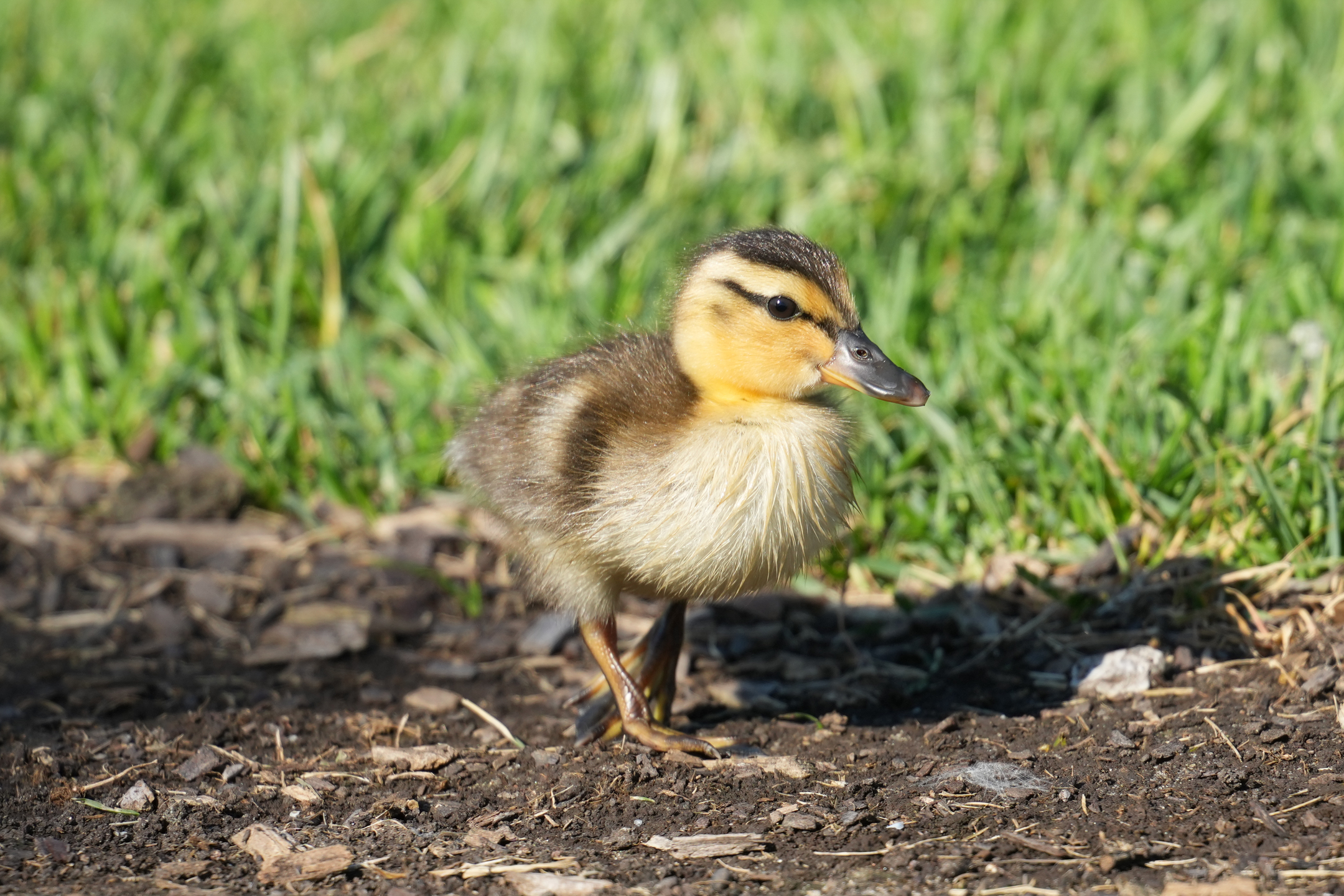 Mallard Chick