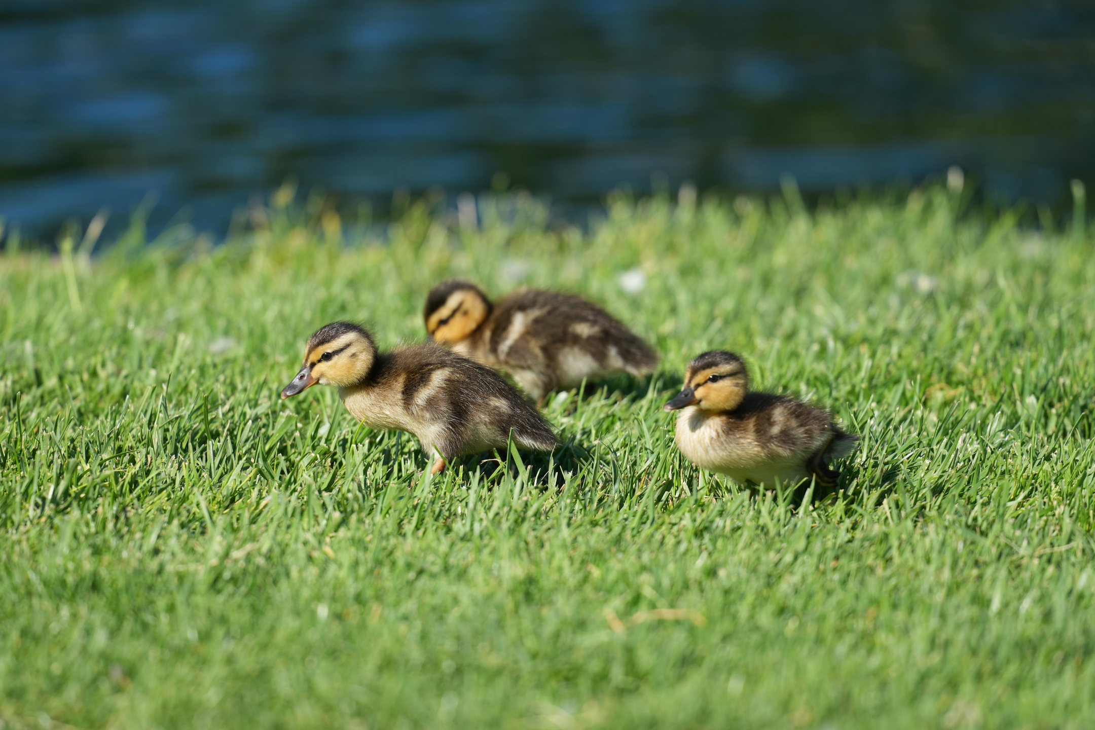 Mallard Chick
