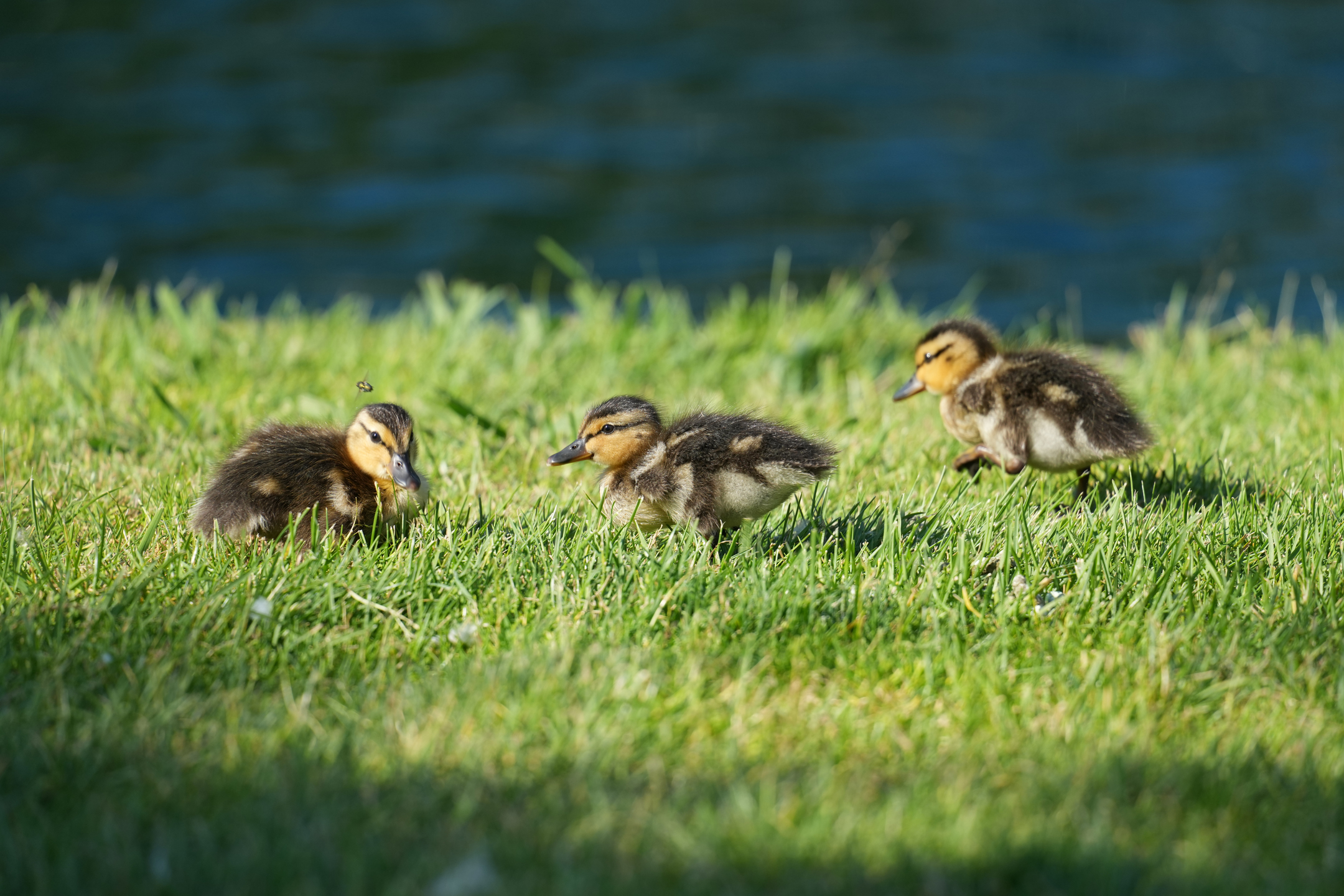 Mallard Chick