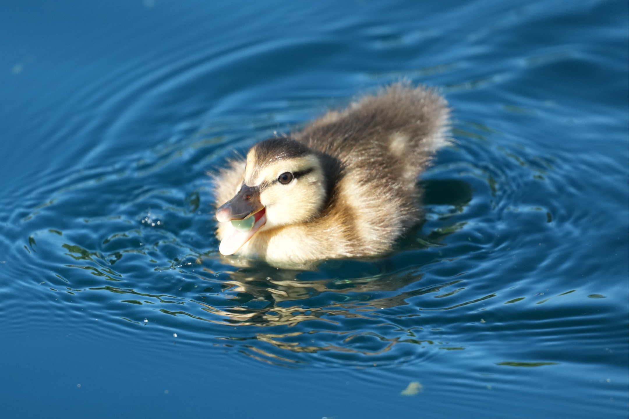 Mallard Chick