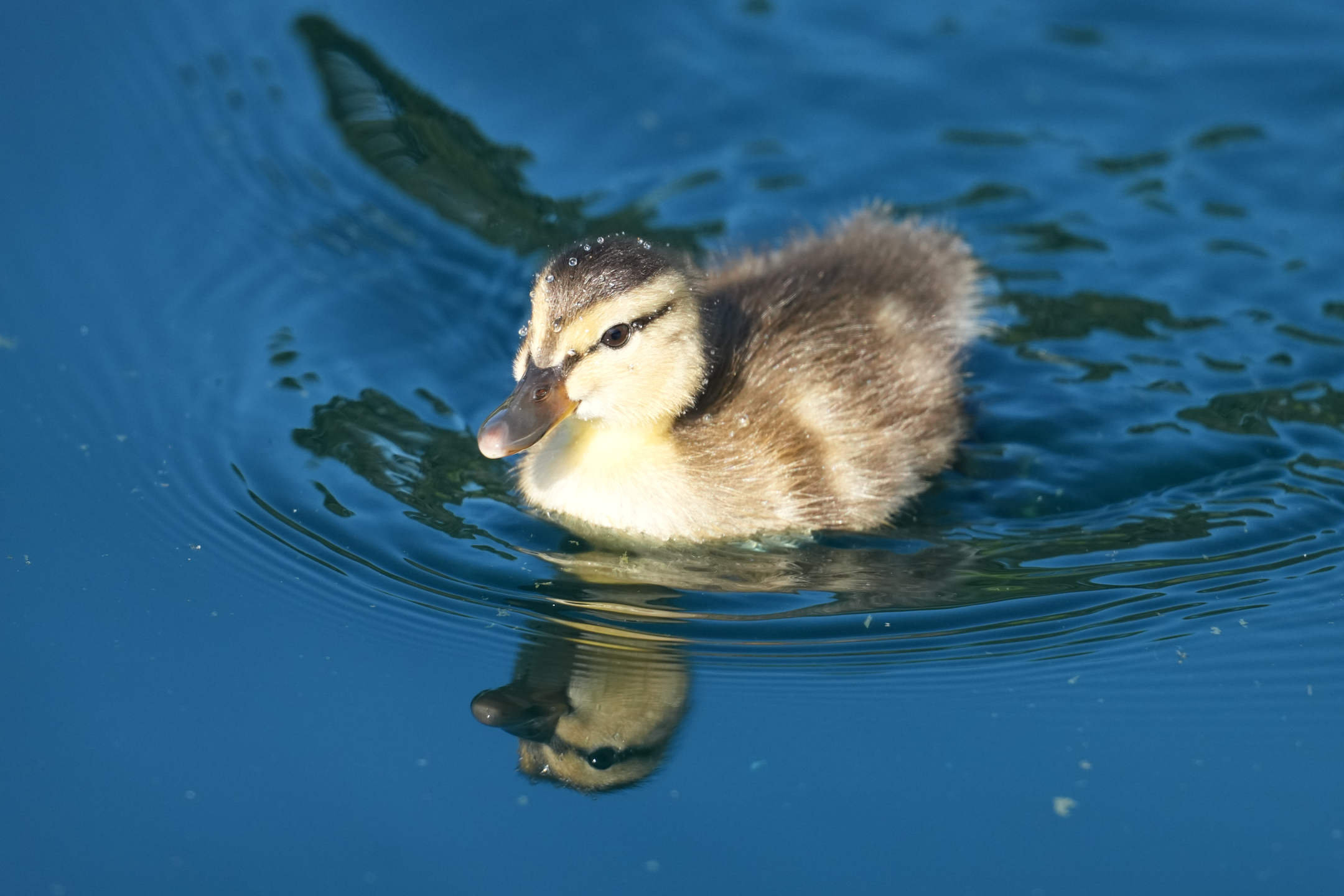 Mallard Chick