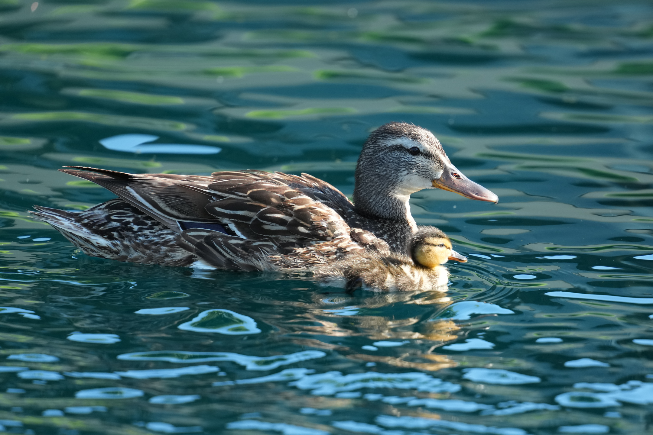 Mallard and Chick