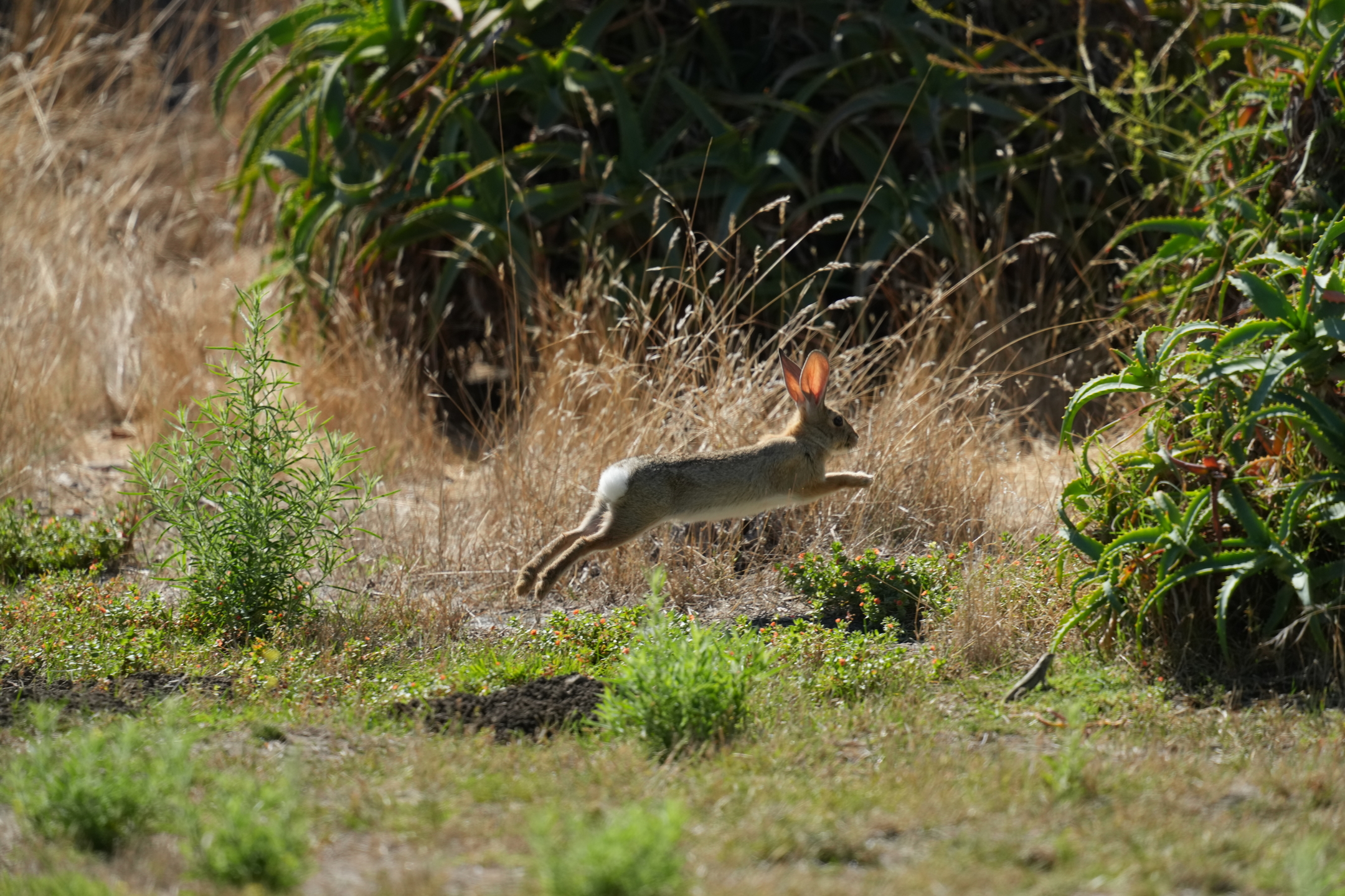 Desert Cottontail