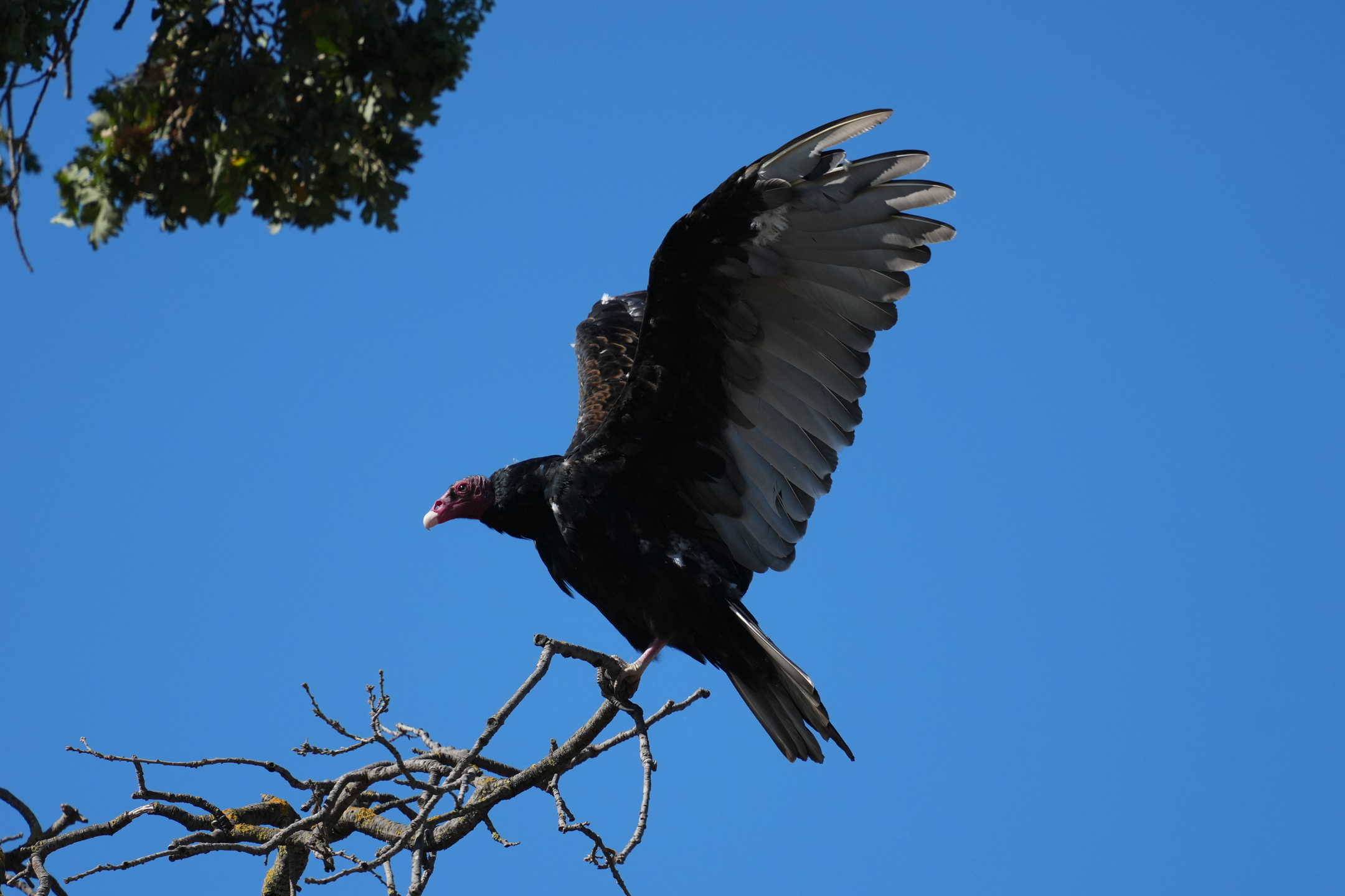 Turkey Vulture