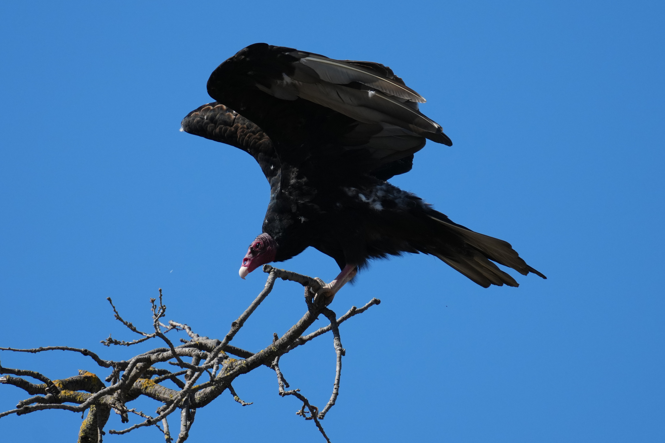 Turkey Vulture