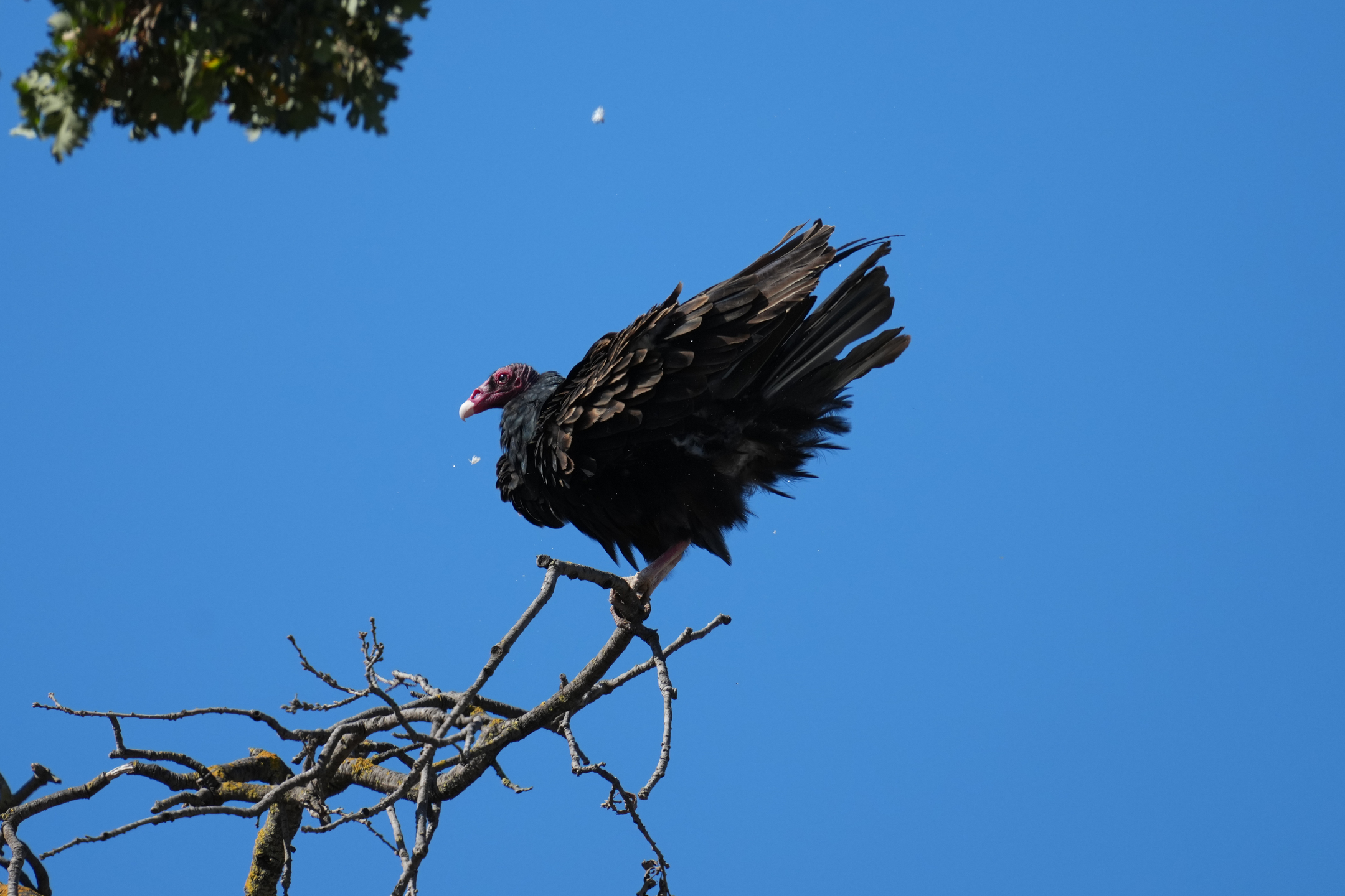 Turkey Vulture