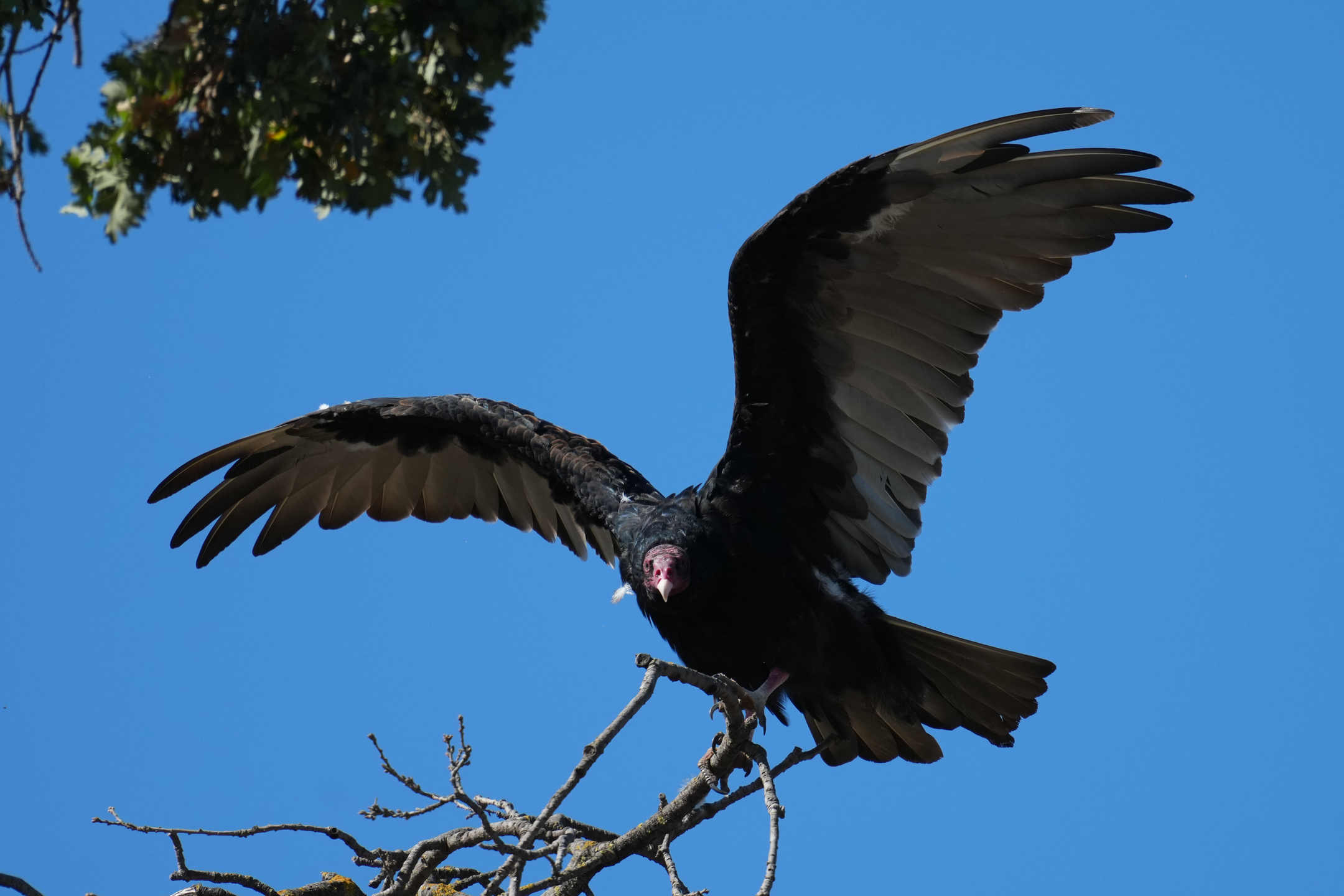Turkey Vulture