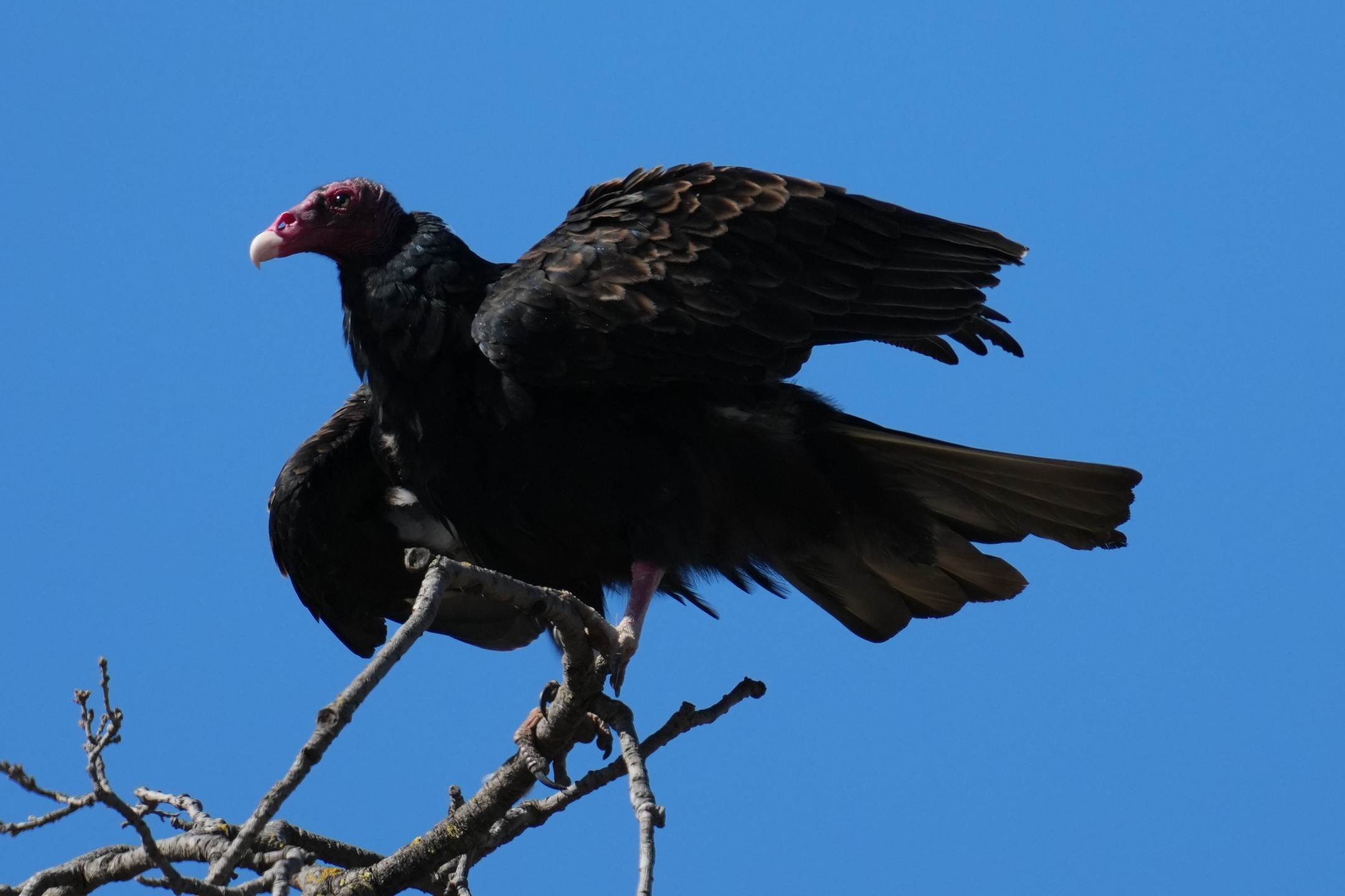 Turkey Vulture