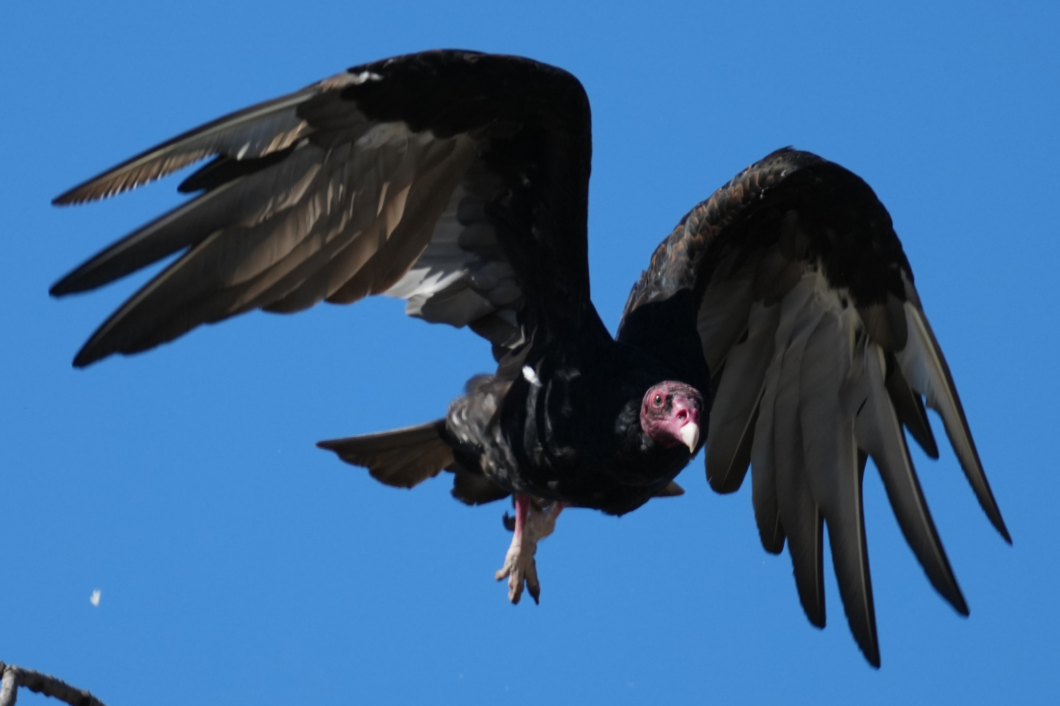Turkey Vulture
