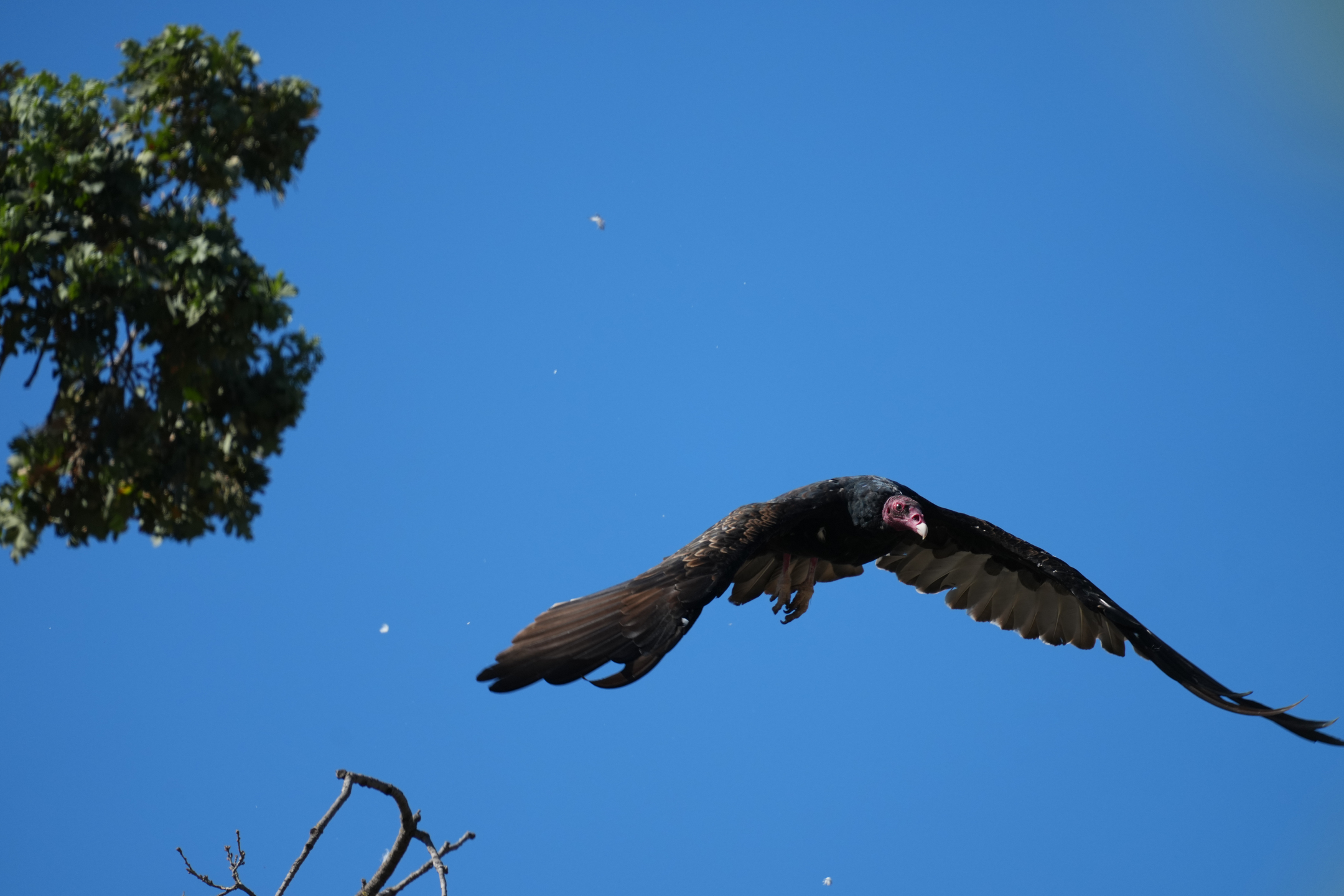 Turkey Vulture