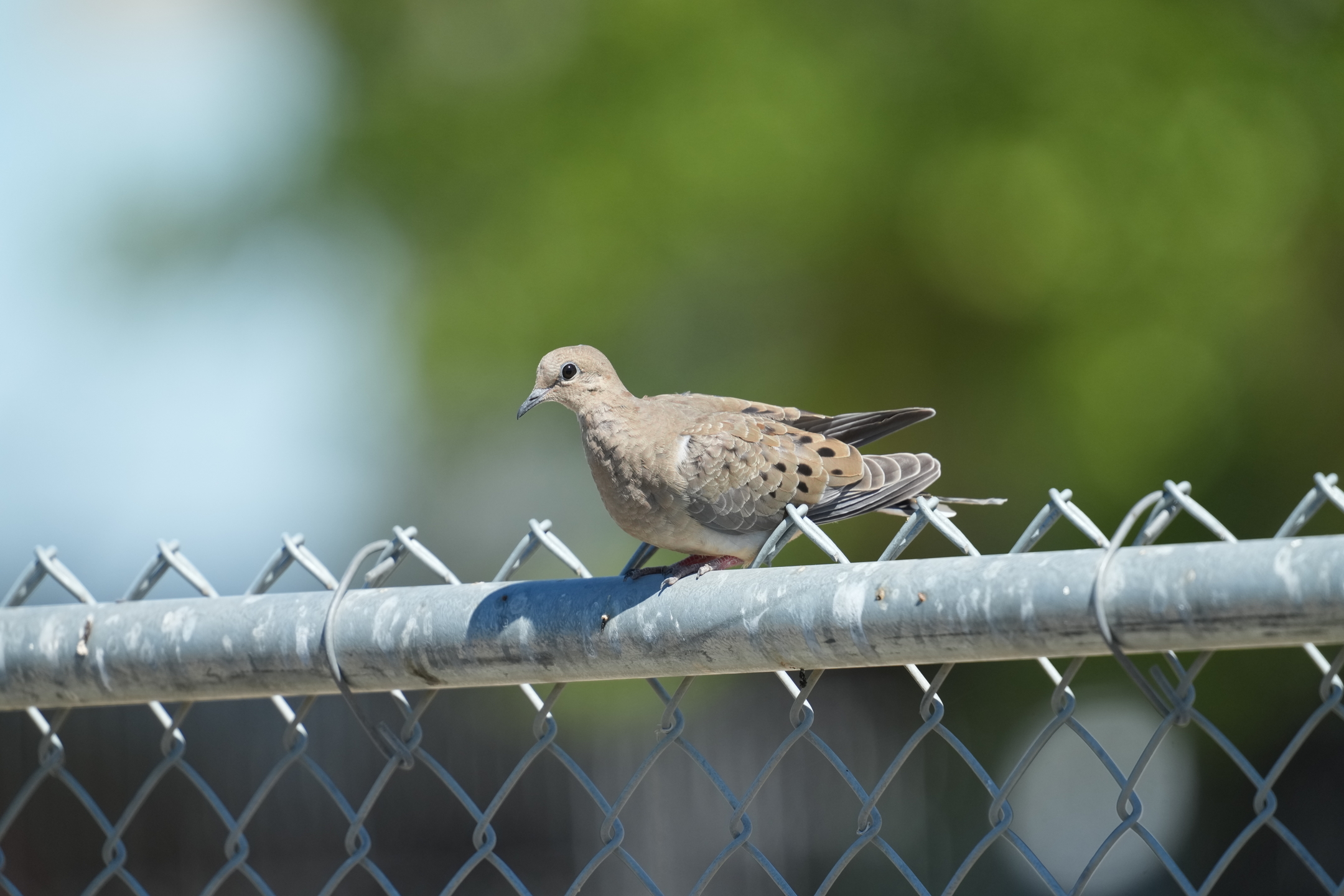 Mourning Dove