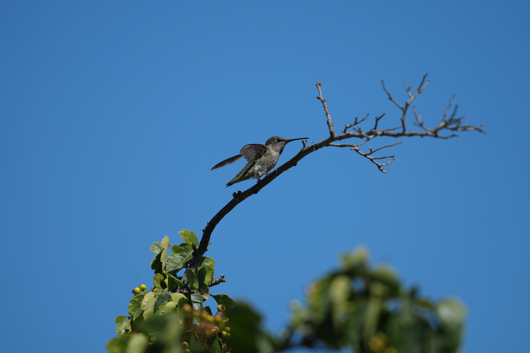 Anna’s Hummingbird