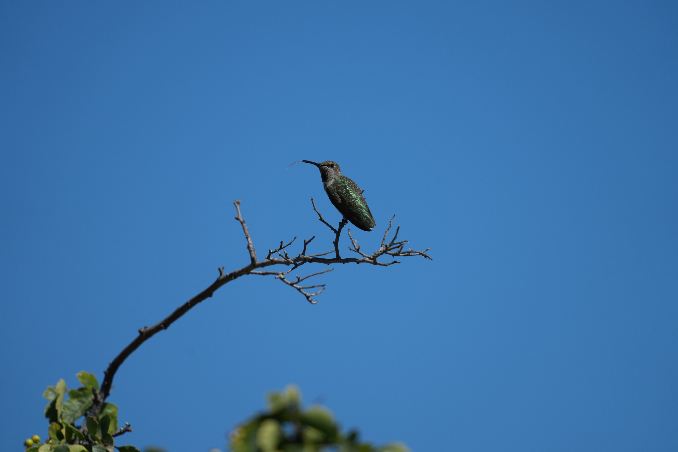 Anna’s Hummingbird