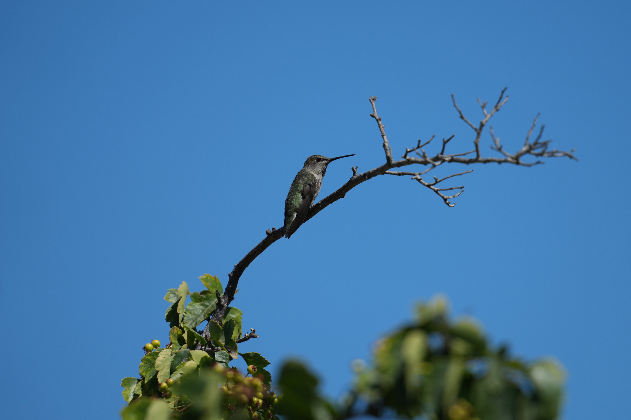 Anna’s Hummingbird