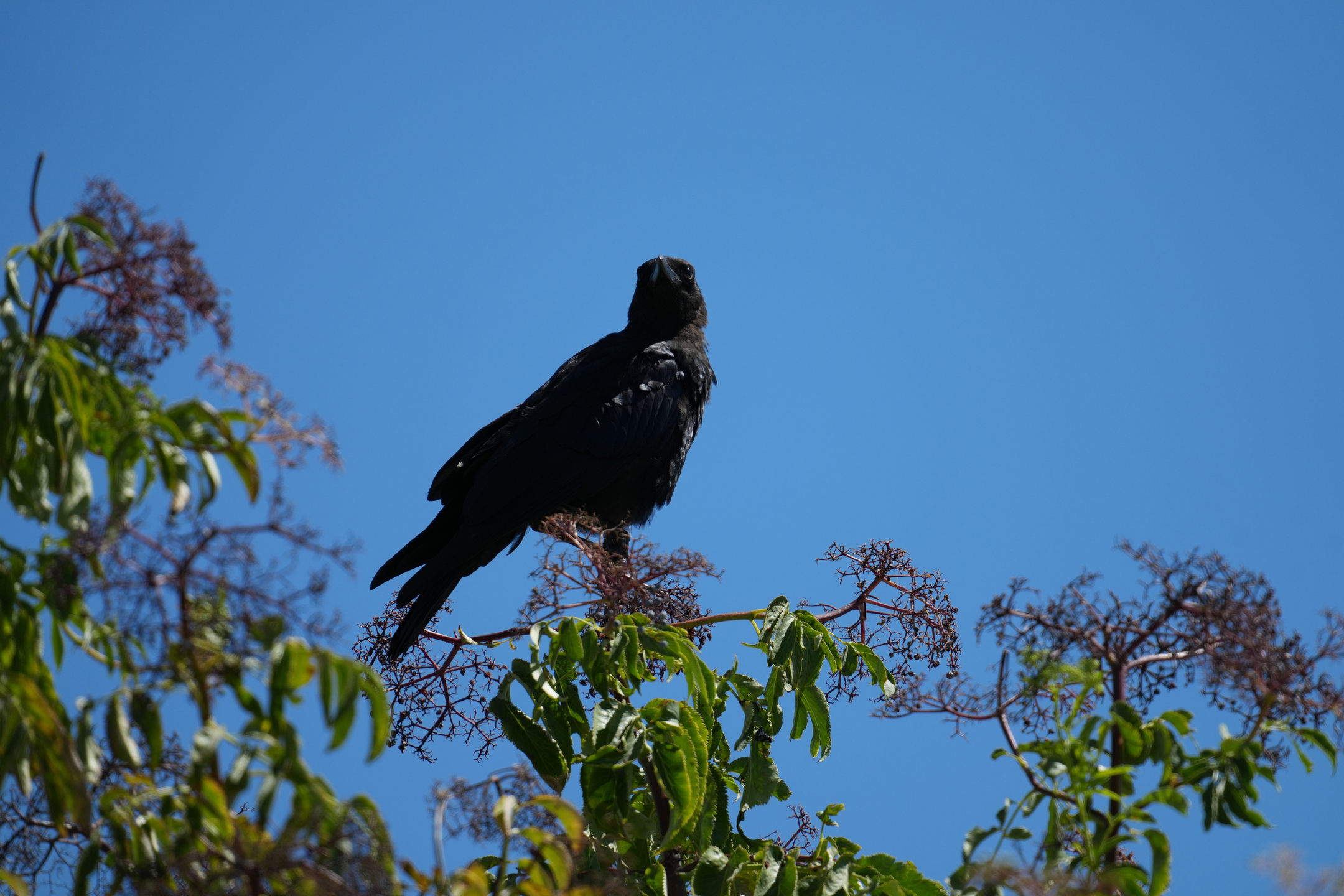 Common Raven