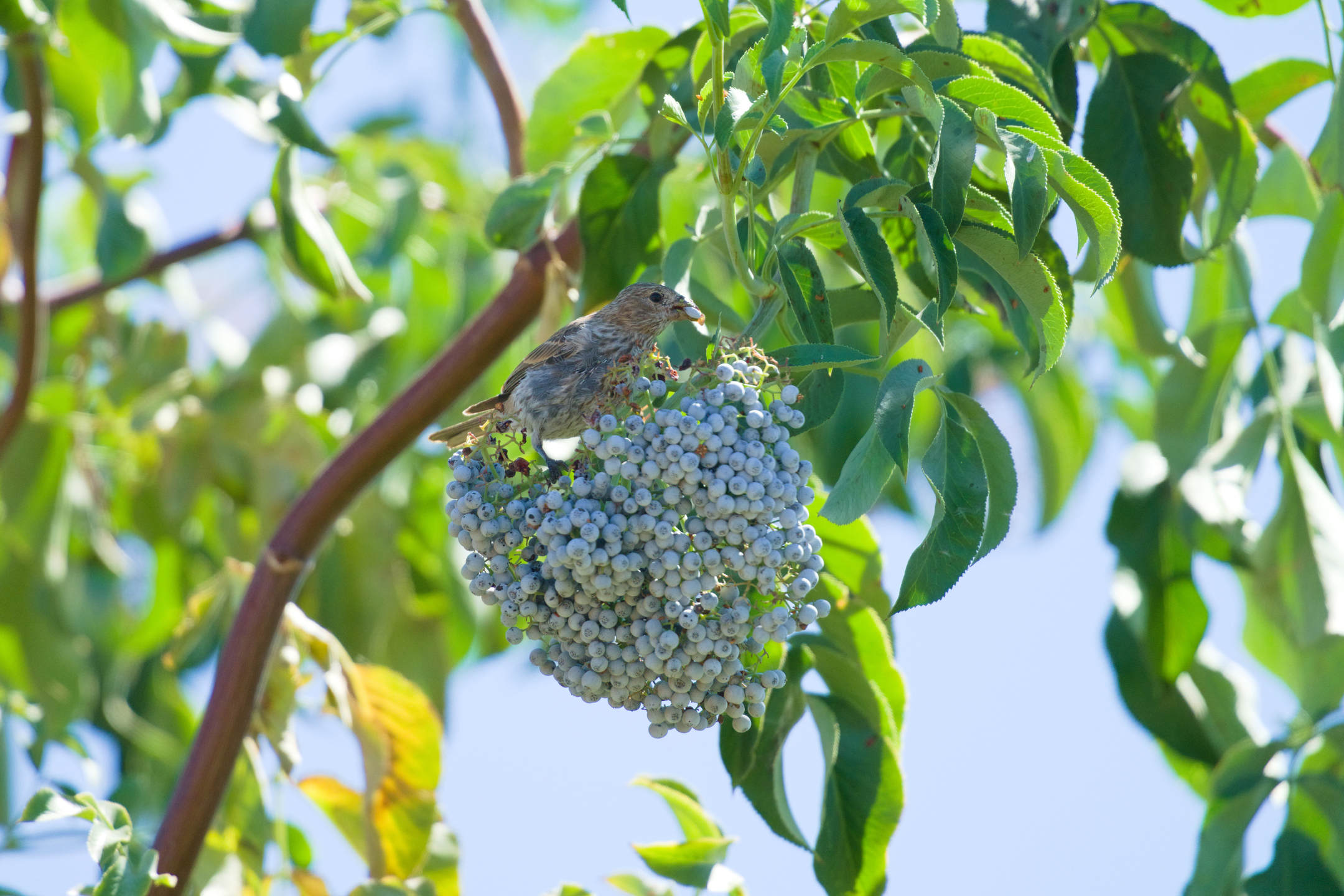 House Finch Eating Blueberry