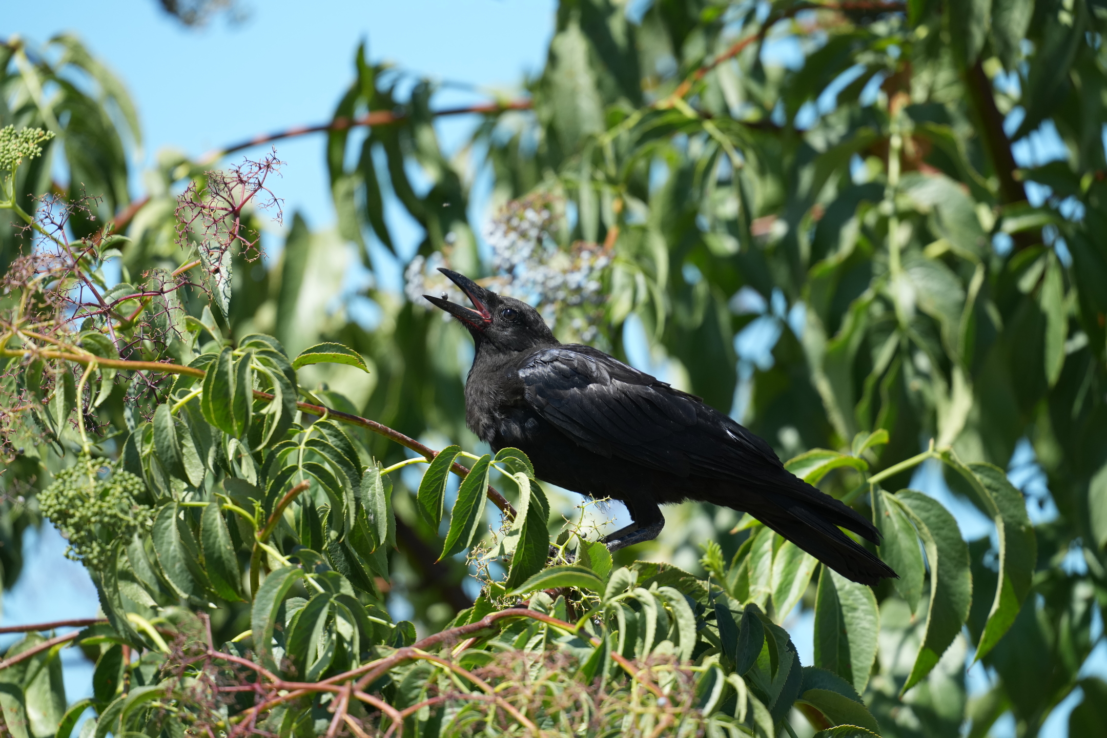 Common Raven Eating Blueberry