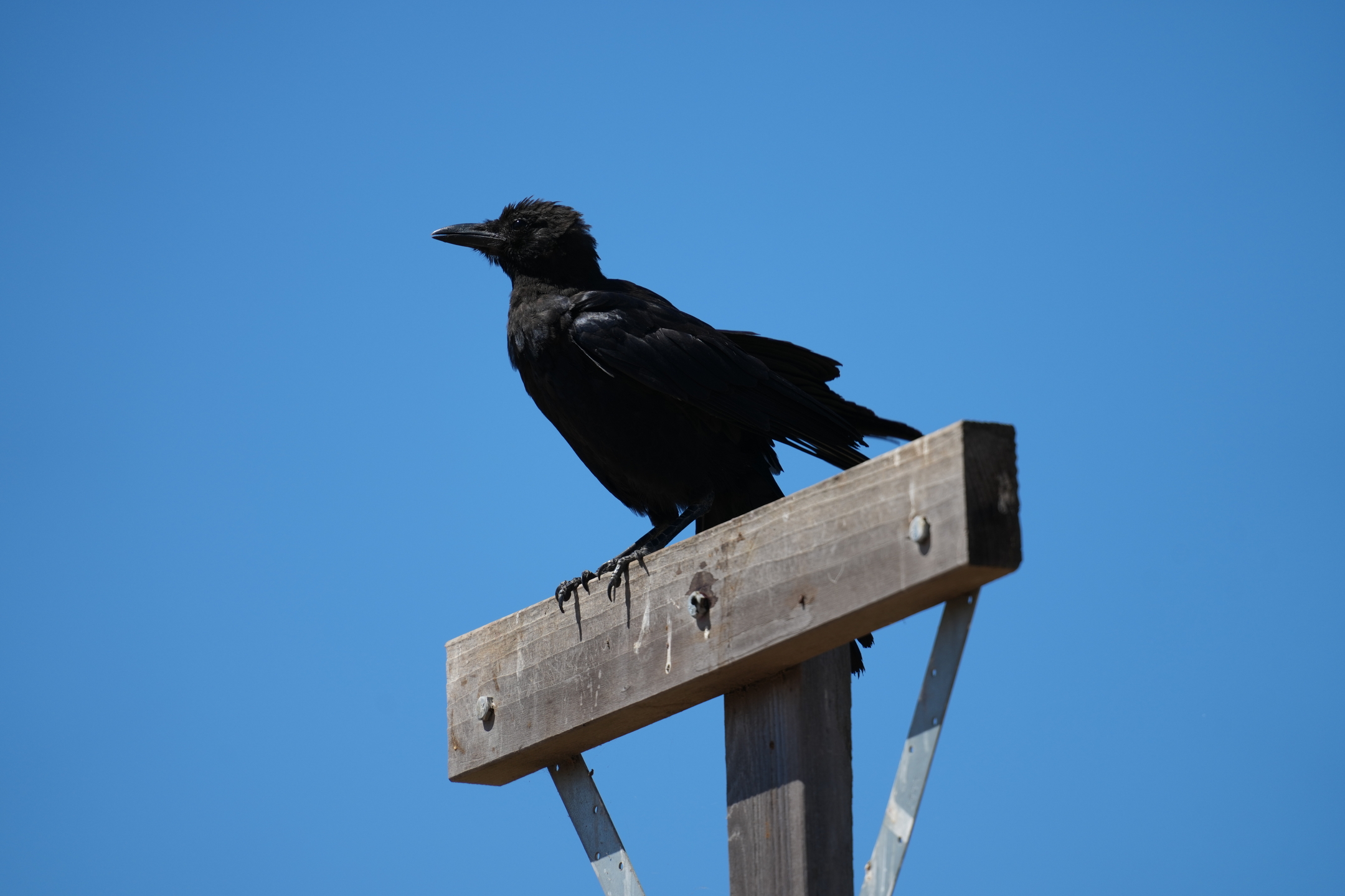 Common Raven