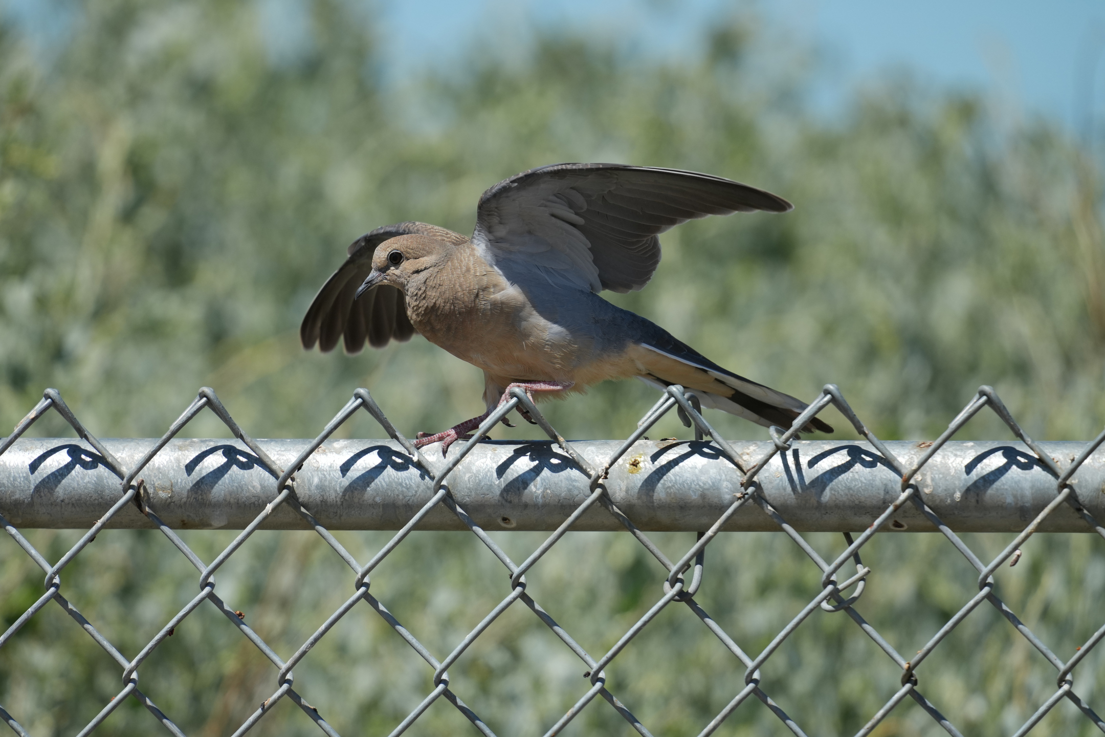 White-Winged Dove