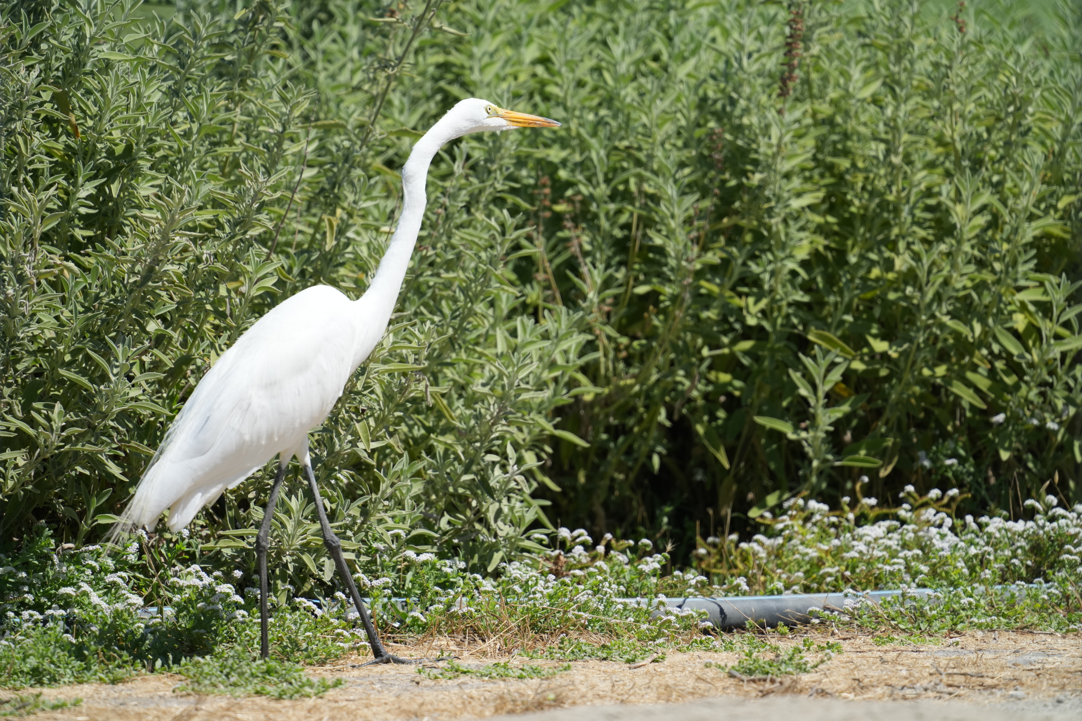 Great Egret