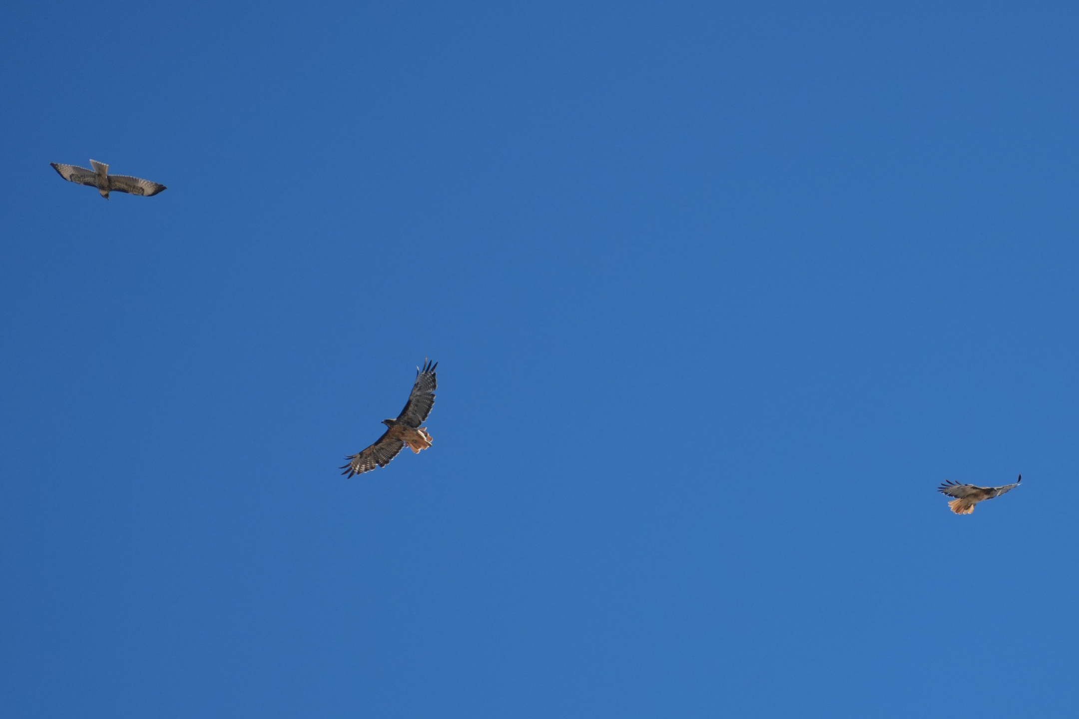 A Family of Three Red-Tailed Hawks