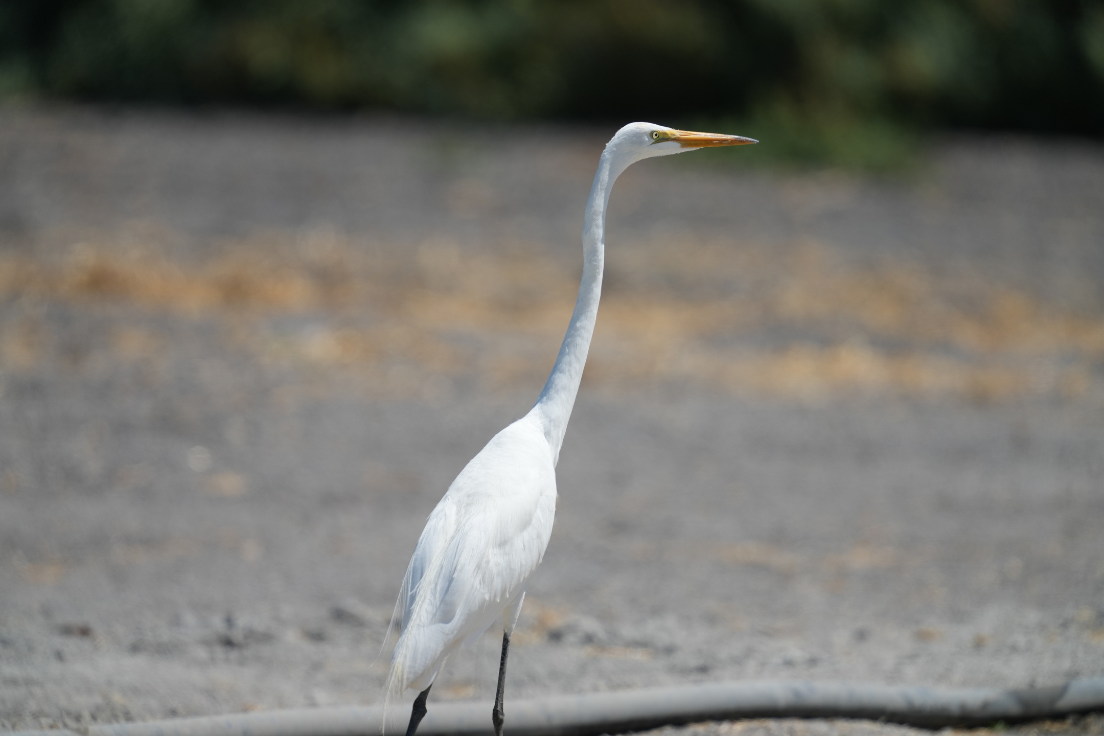 Great Egret