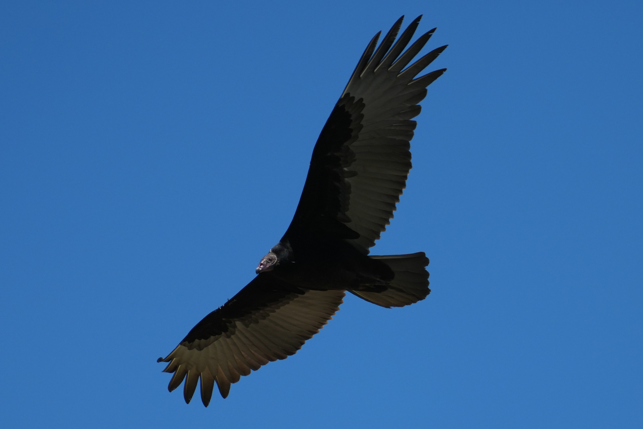 Turkey Vulture