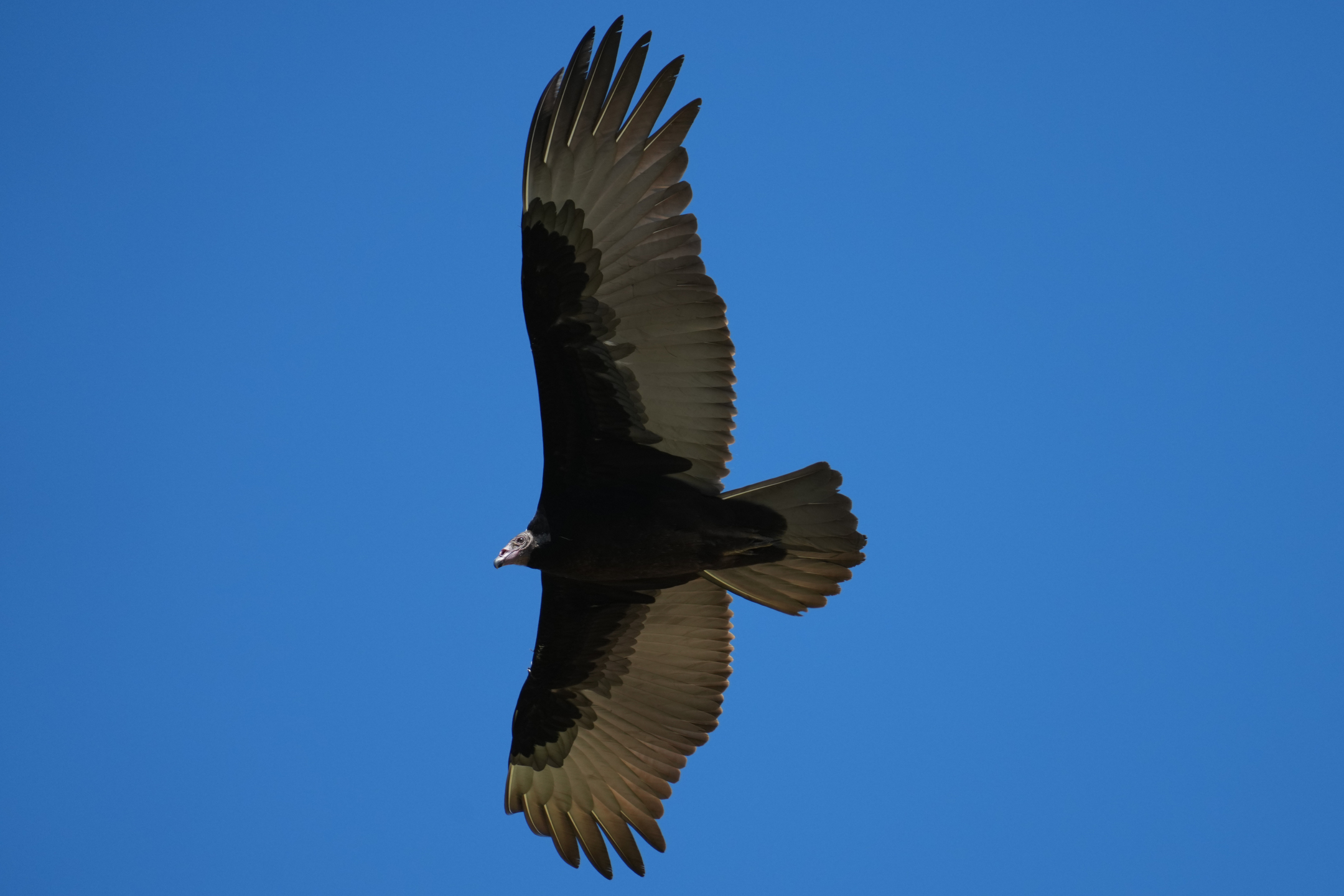 Turkey Vulture