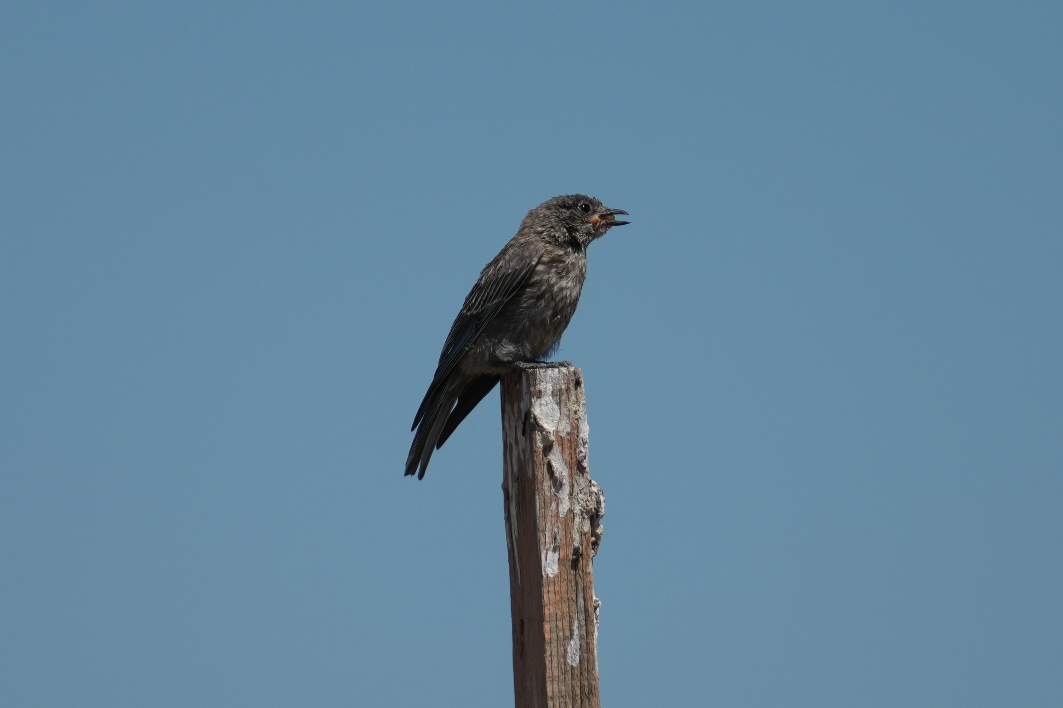 Purple Martin