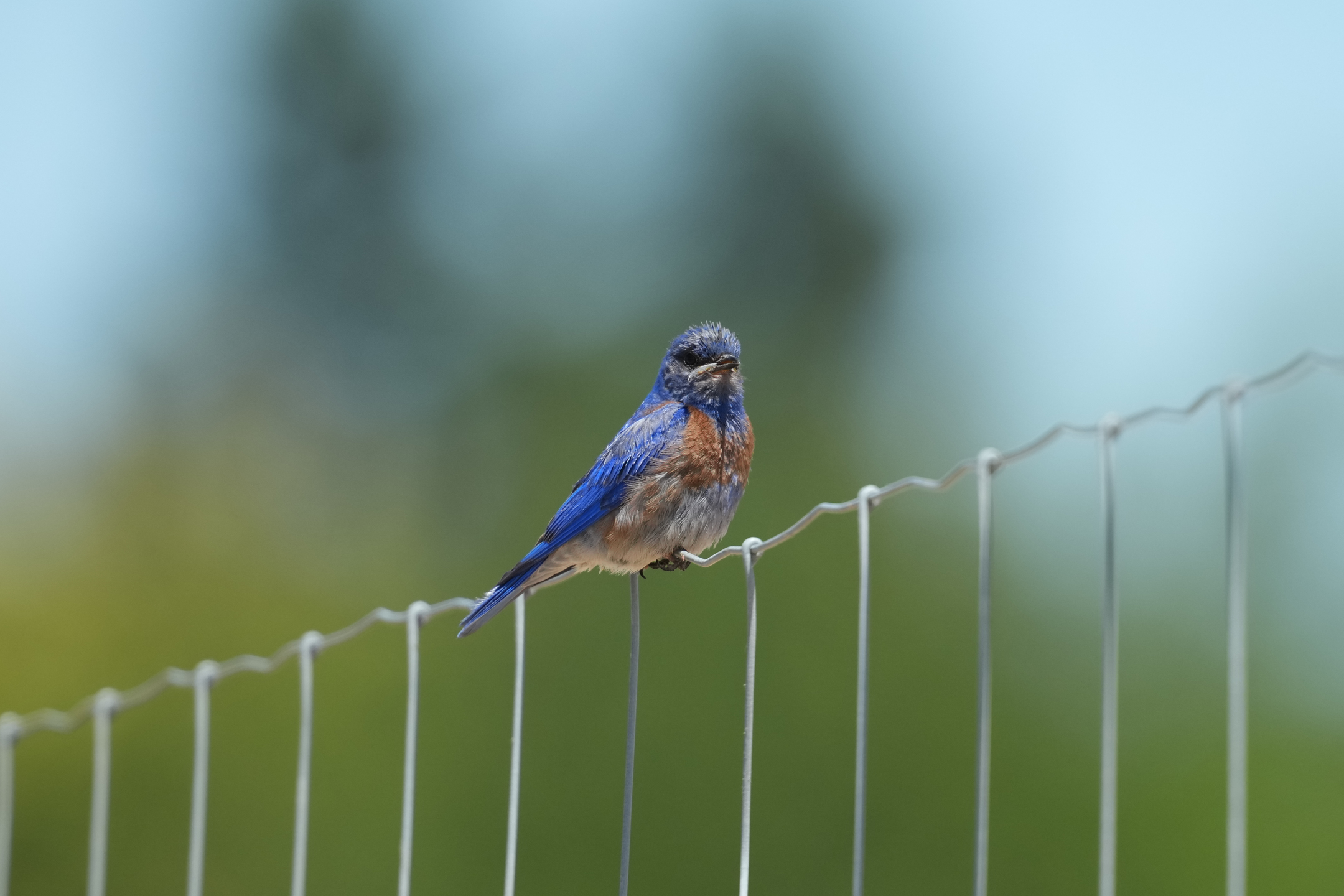 Western Bluebird