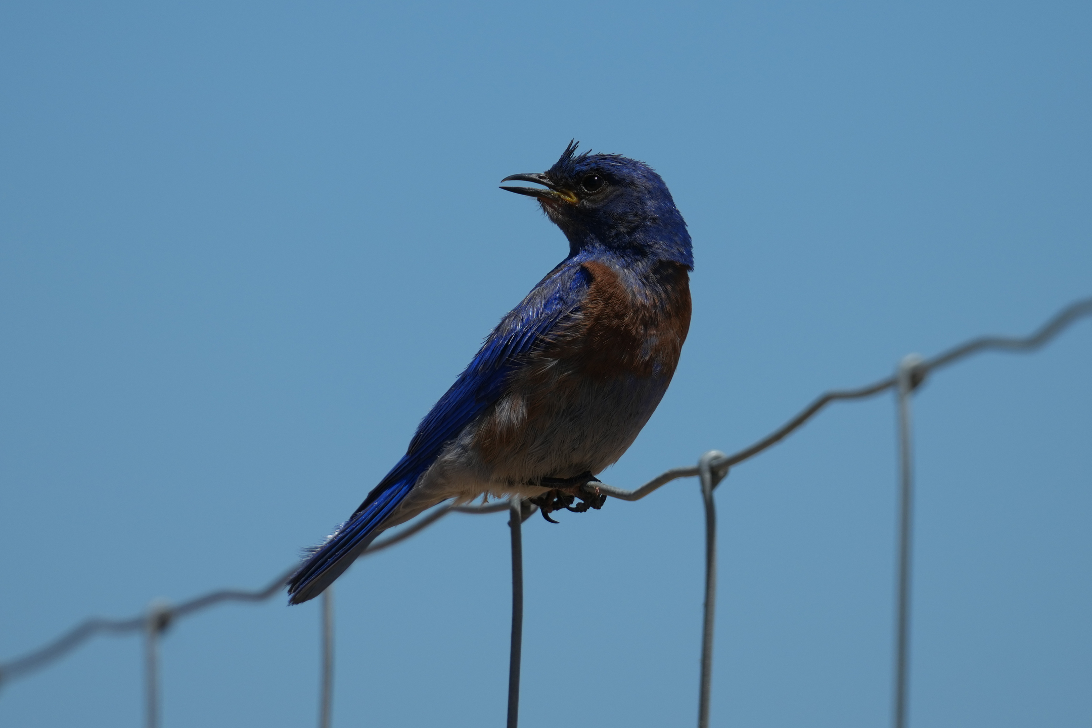 Western Bluebird