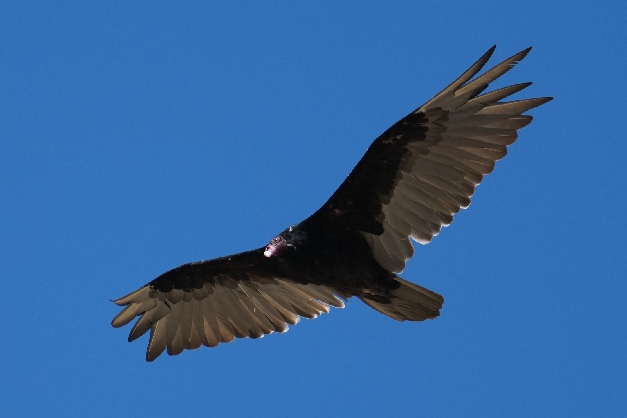 Turkey Vulture