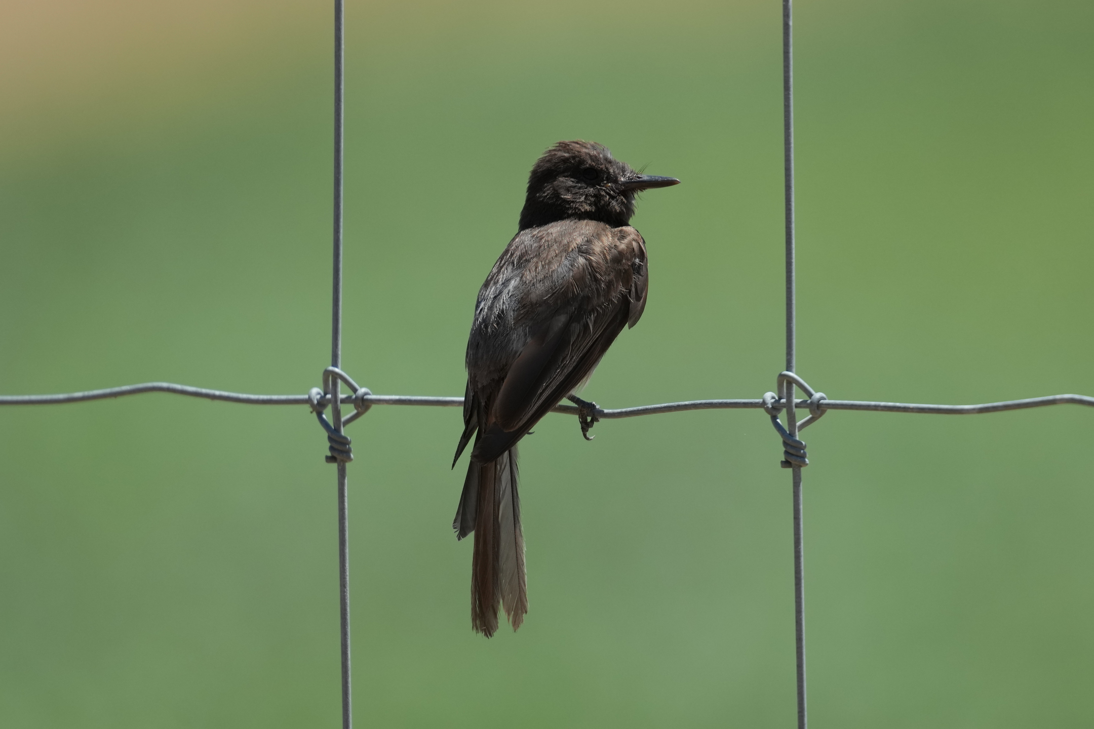 Black Phoebe