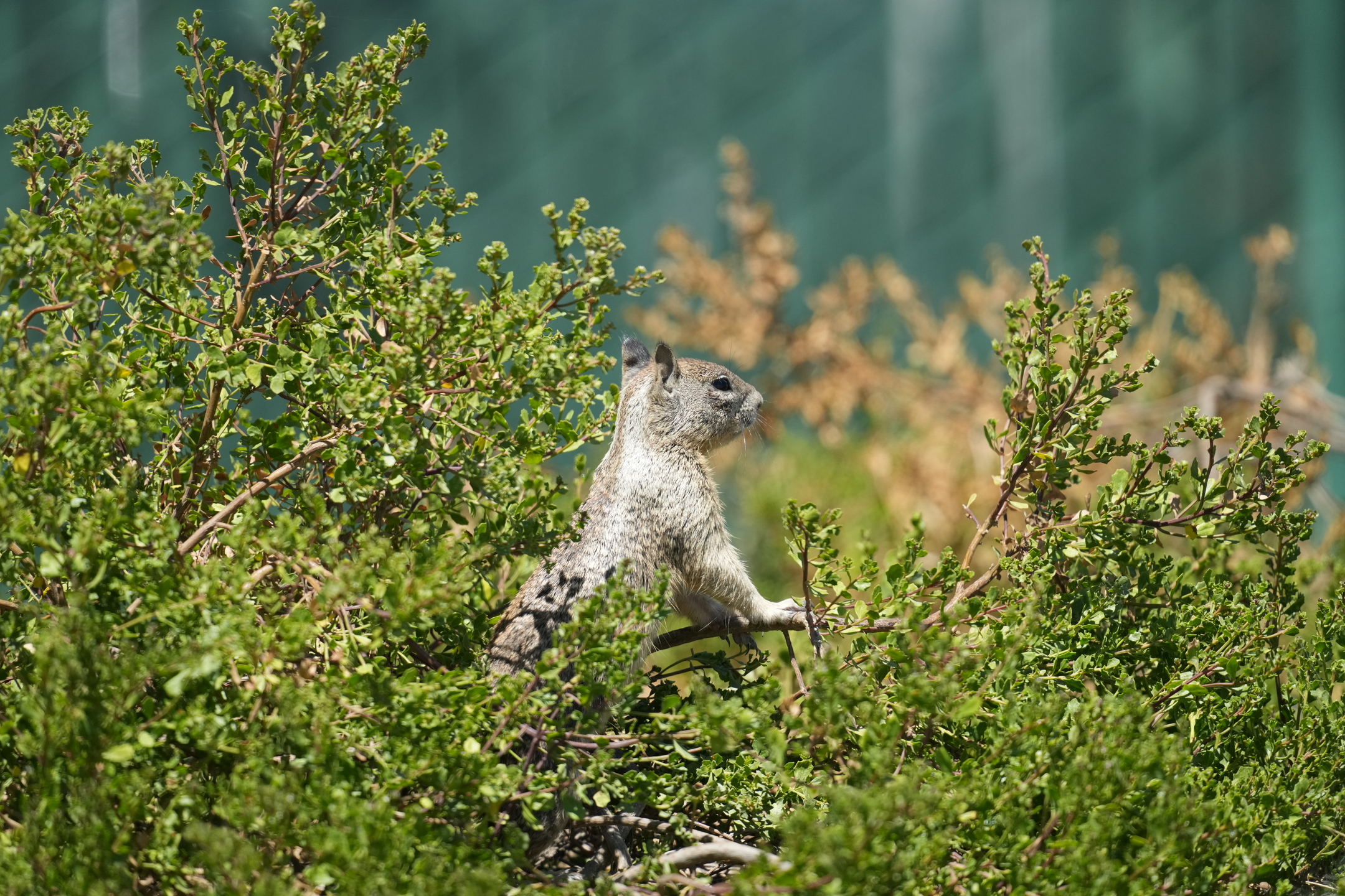 California Ground Squirrel